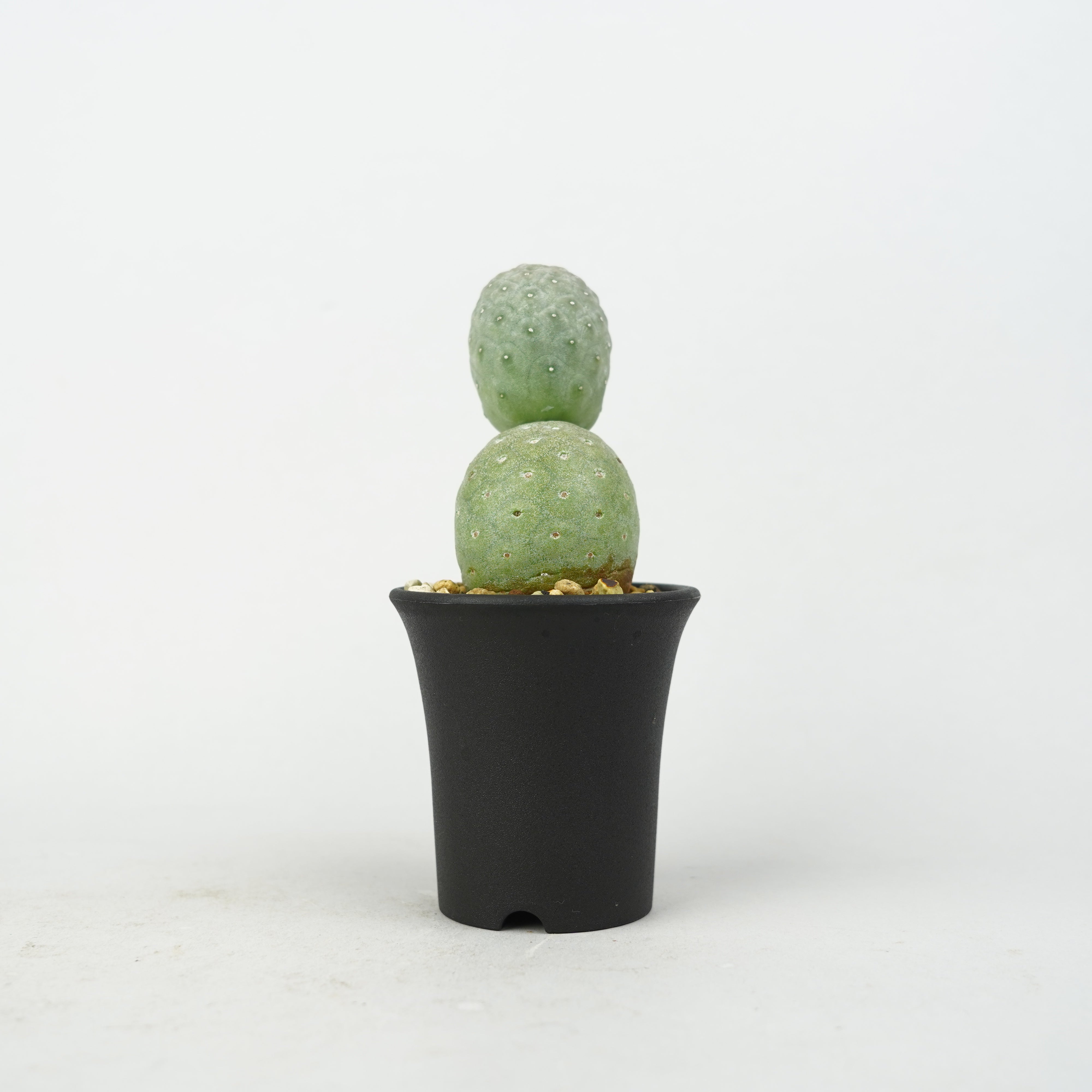 植物/希少植物etc/サボテン – Hachi-8