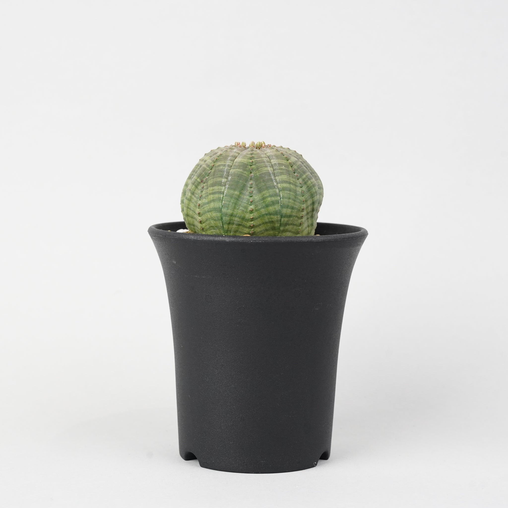 ユーフォルビア・オベサ「Euphorbia Obesa」/EU257