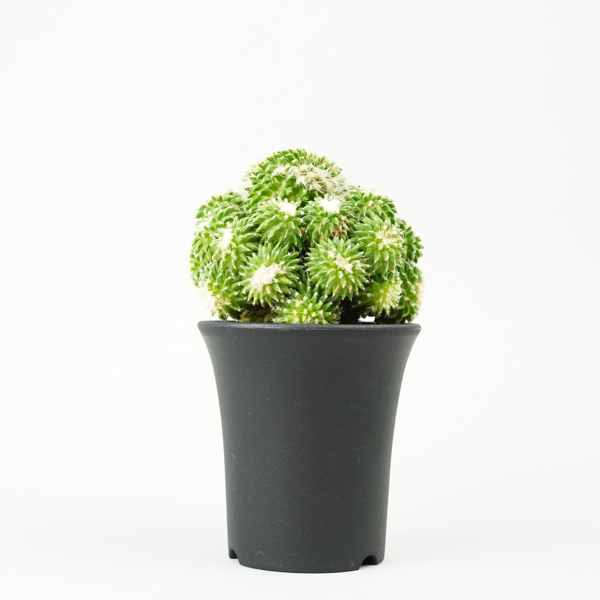 マミラリア・ミスタクス モンストローサ「Mammillaria Mystax Monstrose」 /CA0322