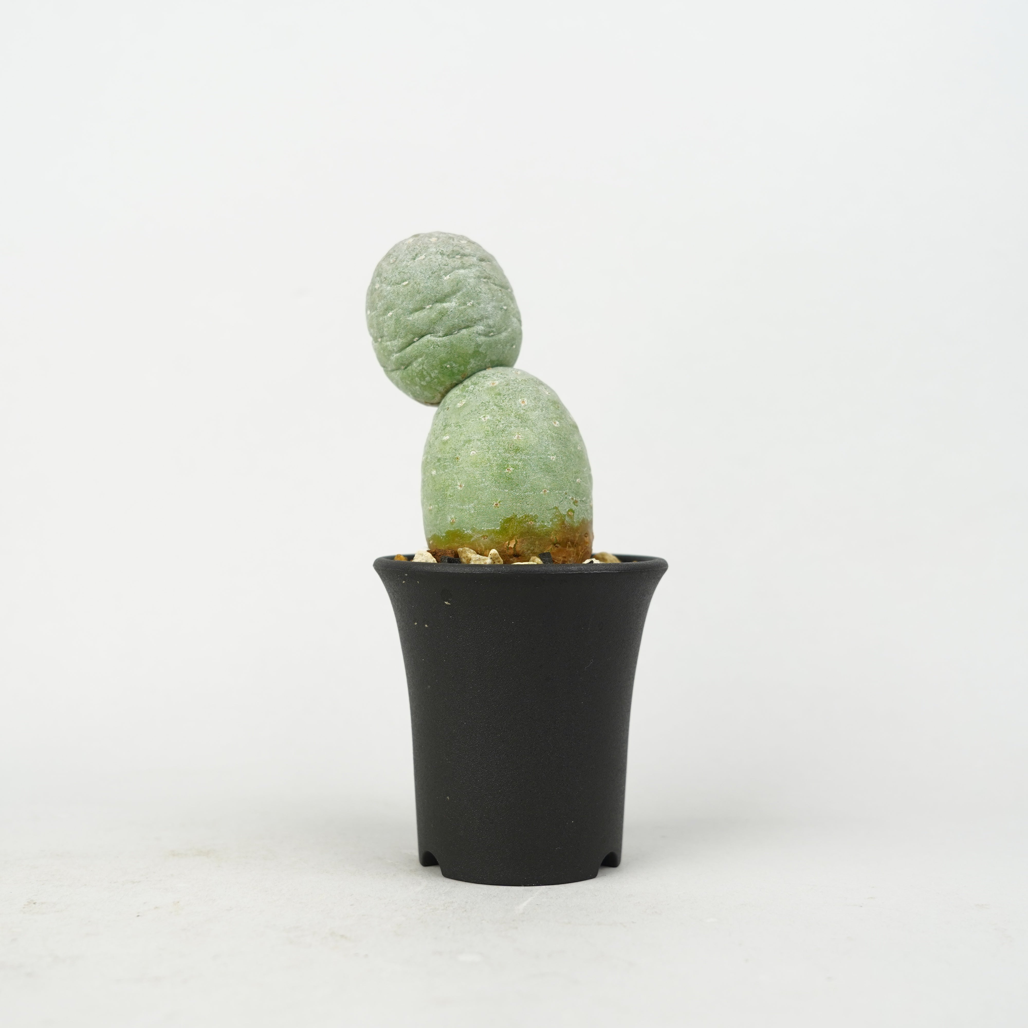 植物/希少植物etc/サボテン – Hachi-8