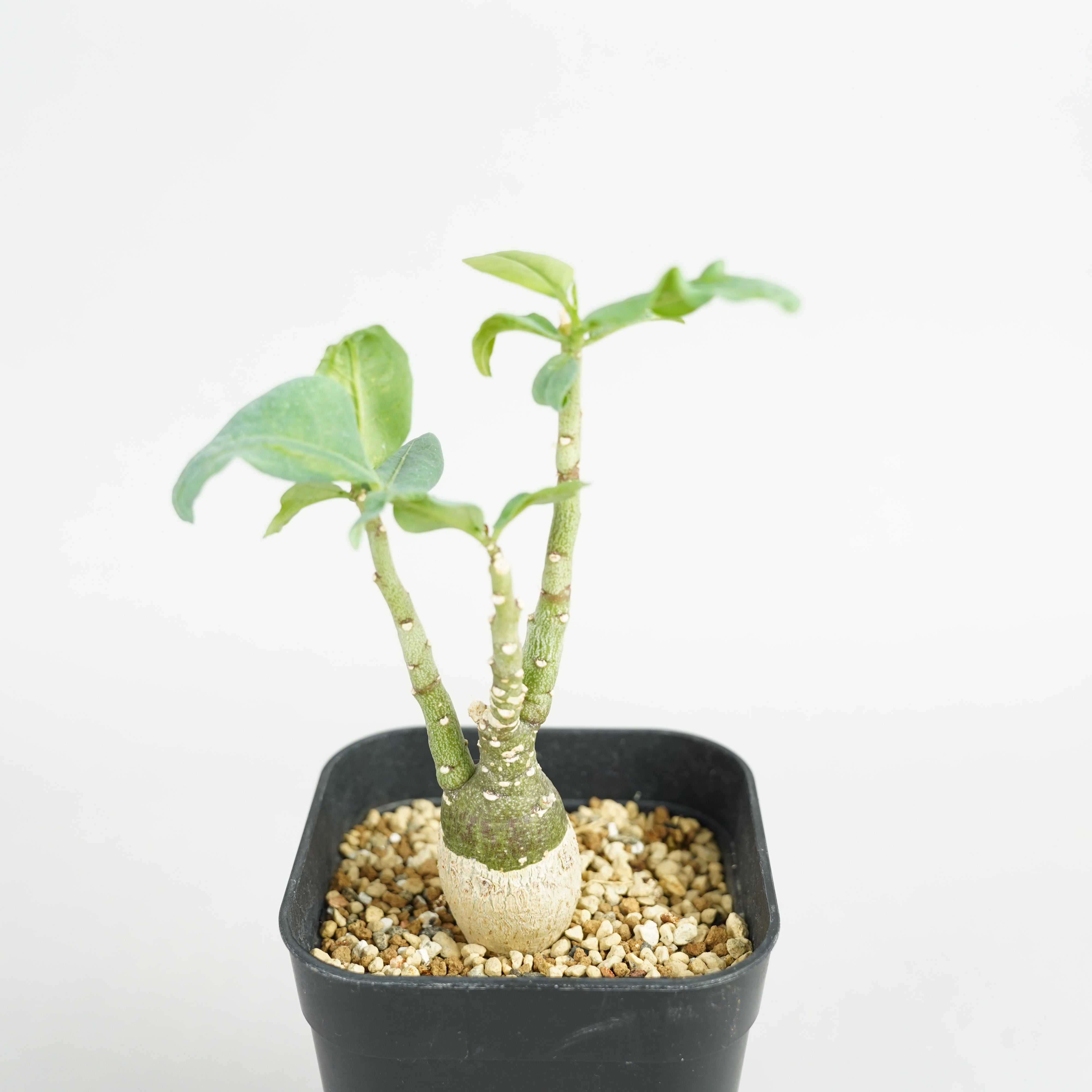 Adenia Pechuelli Seeds 5 pcs アデニアペチュエリー アデニア・ペチュエリー「Adenia pechuelii」/ET0377 – Hachi-8