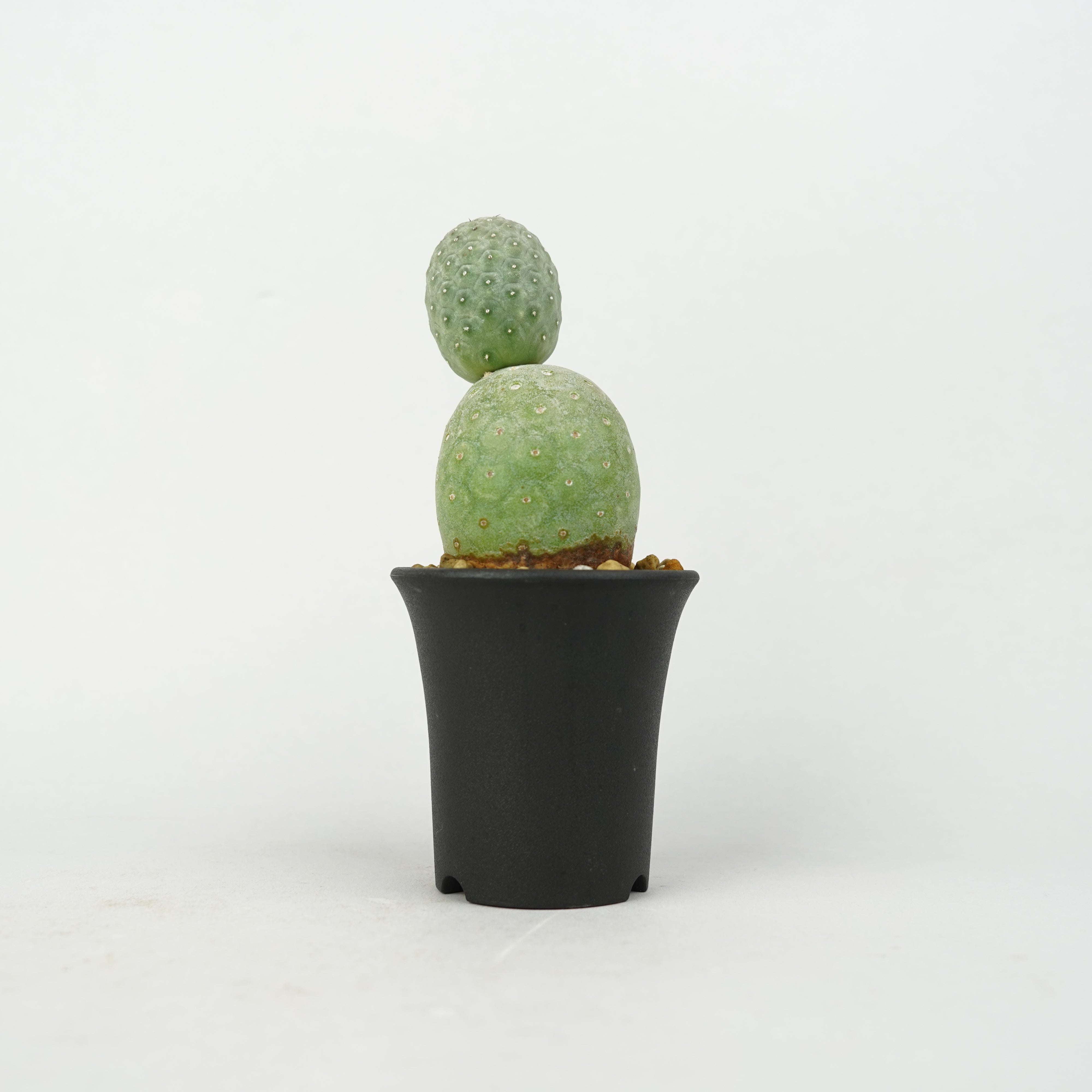 サボテン hachi 植物/希少植物etc/サボテン – Hachi-8