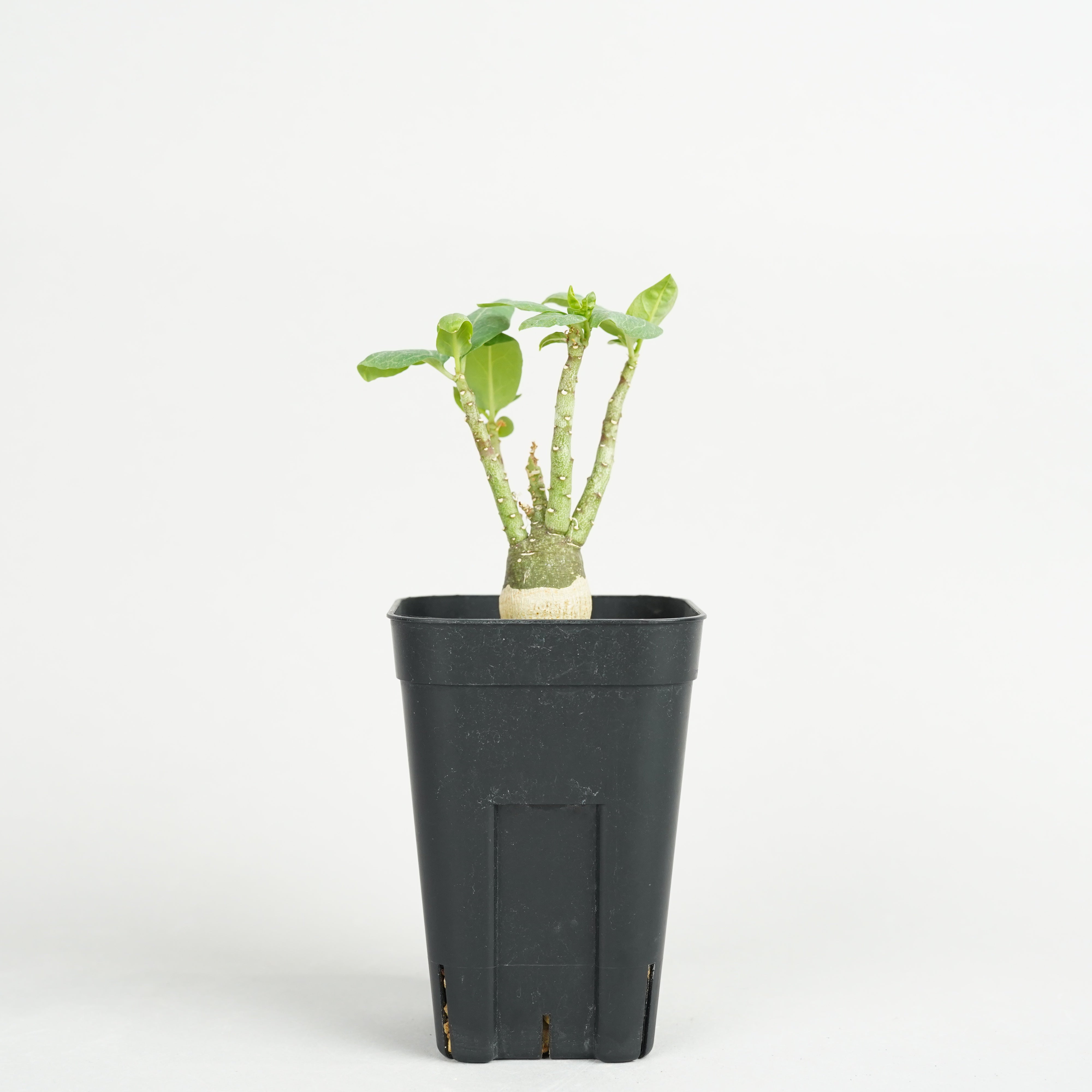 植物/アデニア – Hachi-8