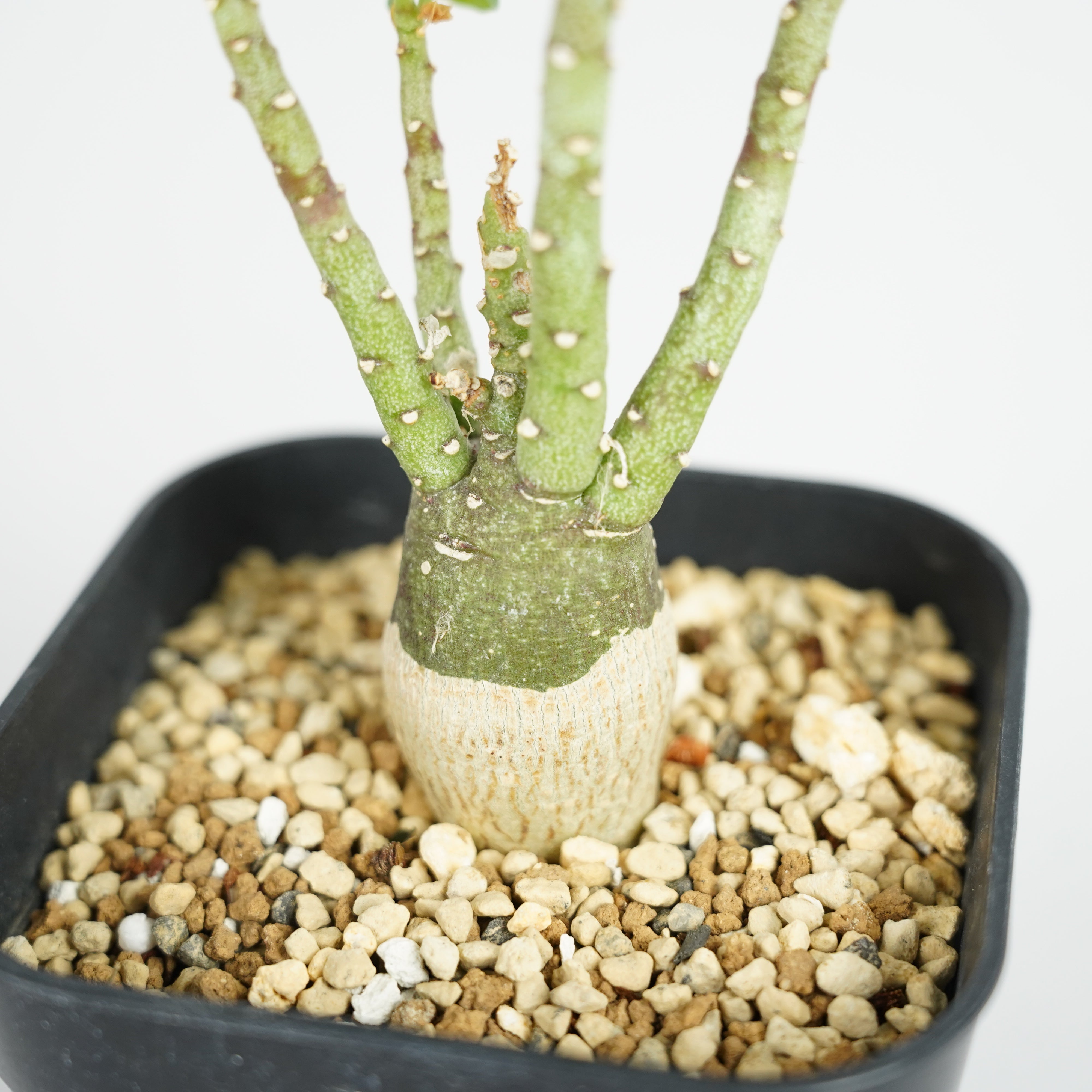 アデニア・ペチュエリー「Adenia pechuelii」/ET0378 – Hachi-8