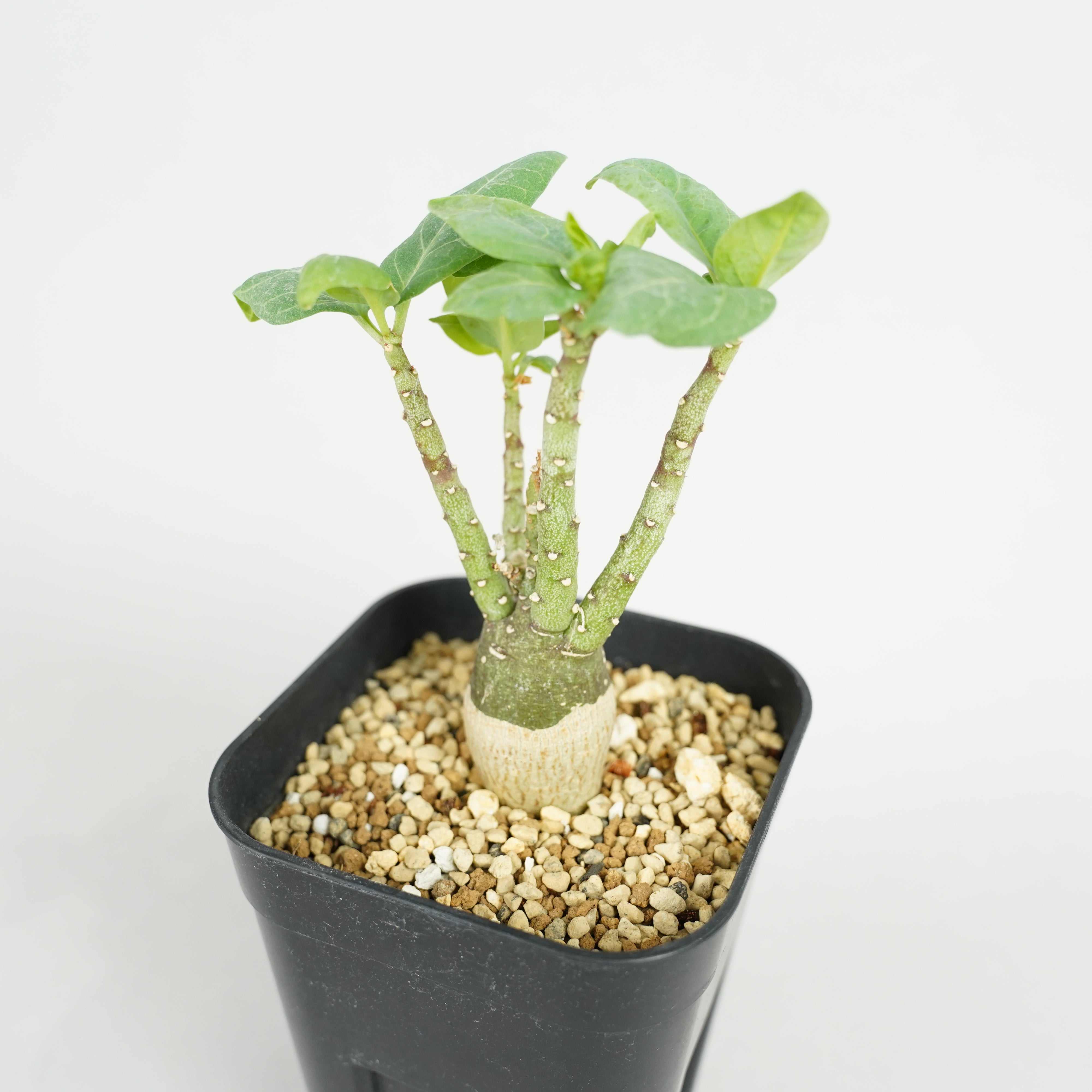 産地情報付き　アデニア　ペチュエリー　Adenia pechuelii アデニア・ペチュエリー「Adenia pechuelii」/ET0378 – Hachi-8