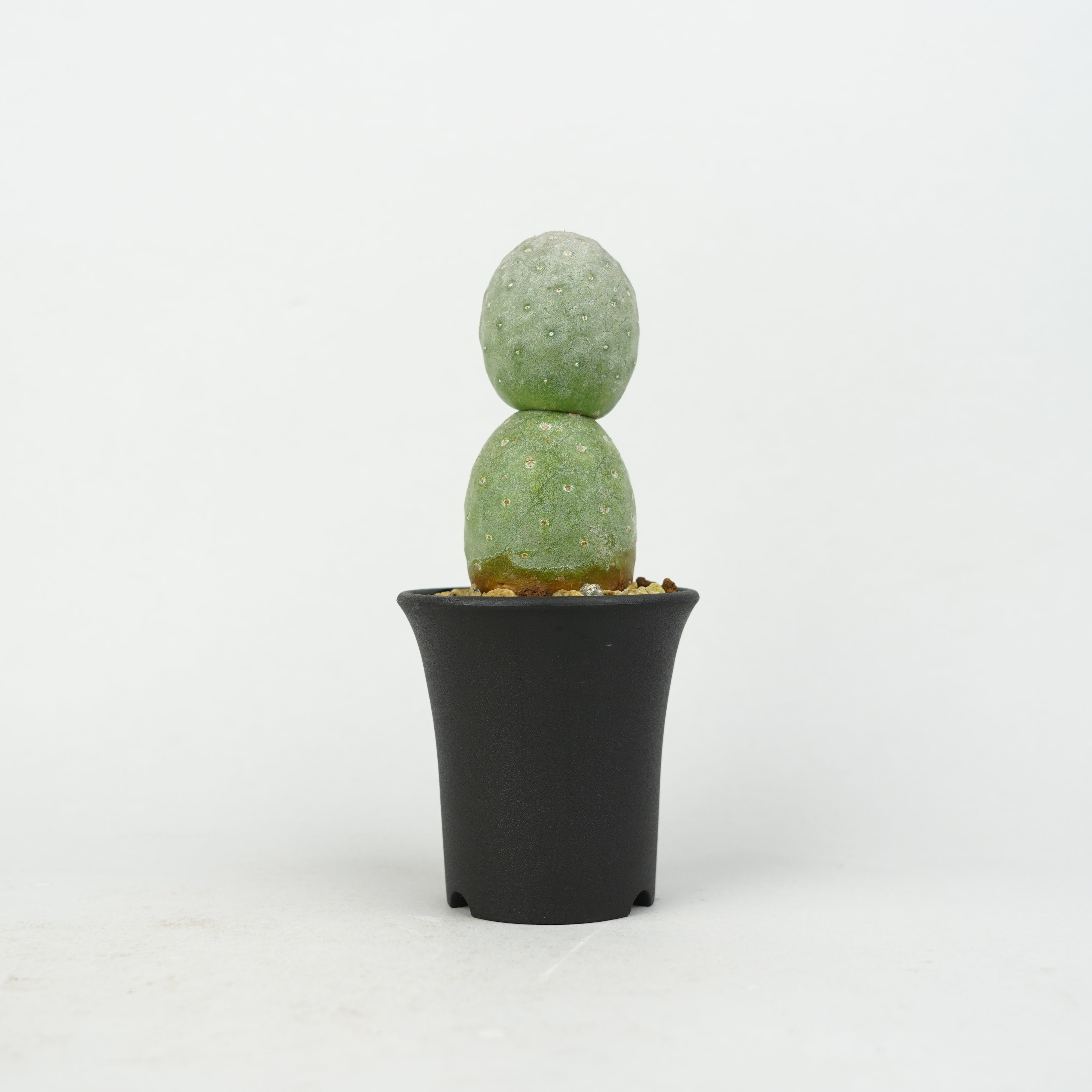 植物/希少植物etc/サボテン – Hachi-8