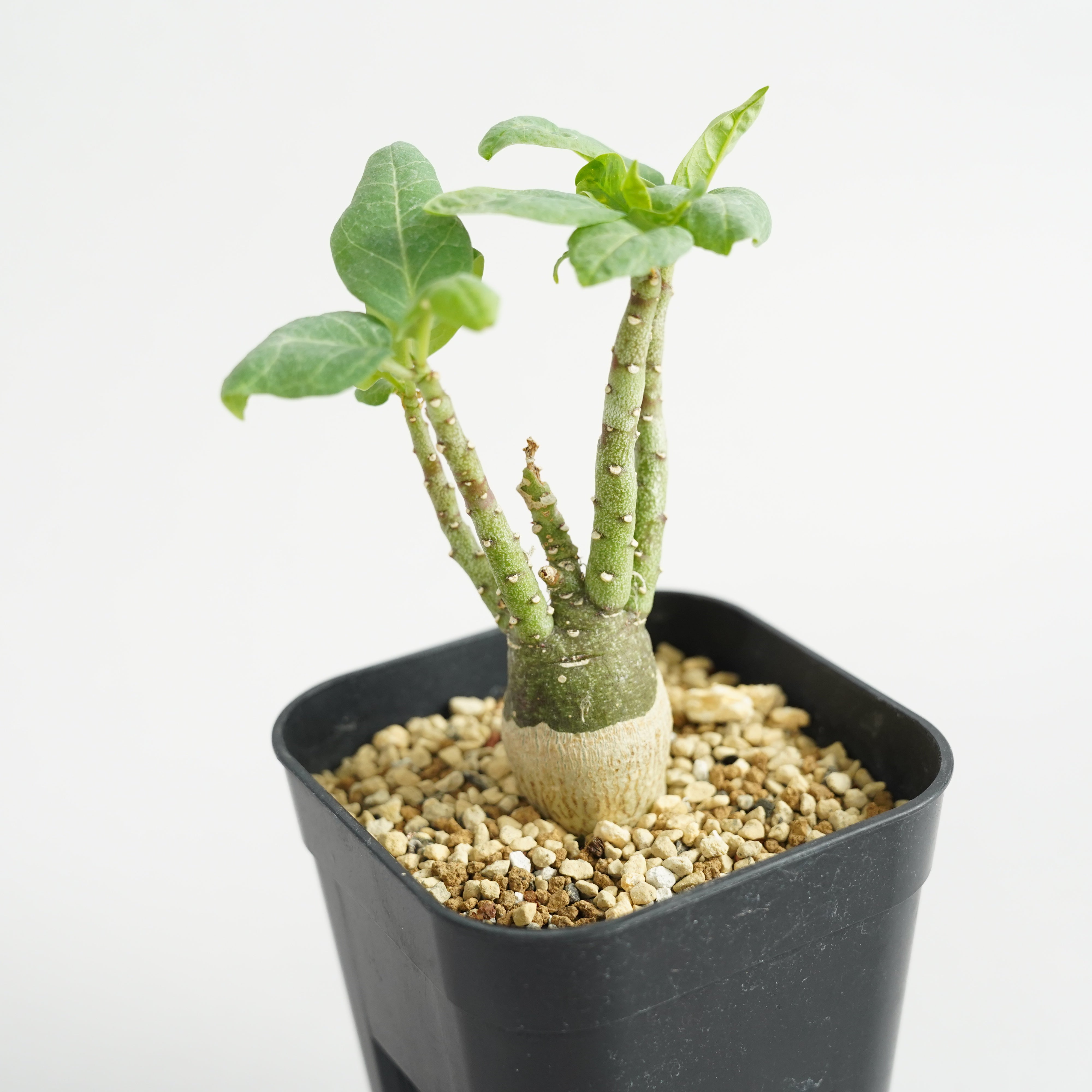 アデニア・ペチュエリー「Adenia pechuelii」/ET0378 – Hachi-8