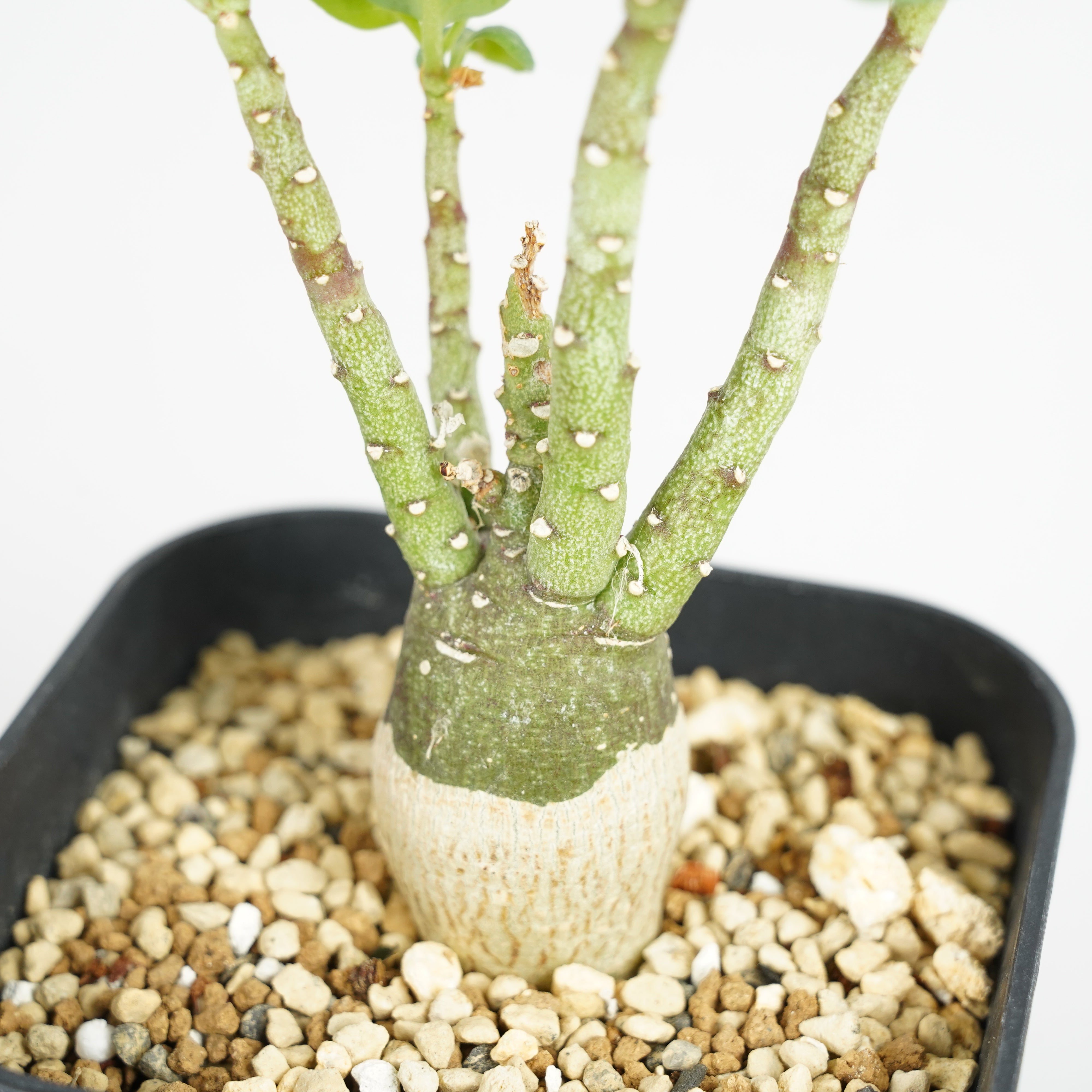 アデニア・ペチュエリー「Adenia pechuelii」/ET0378 – Hachi-8