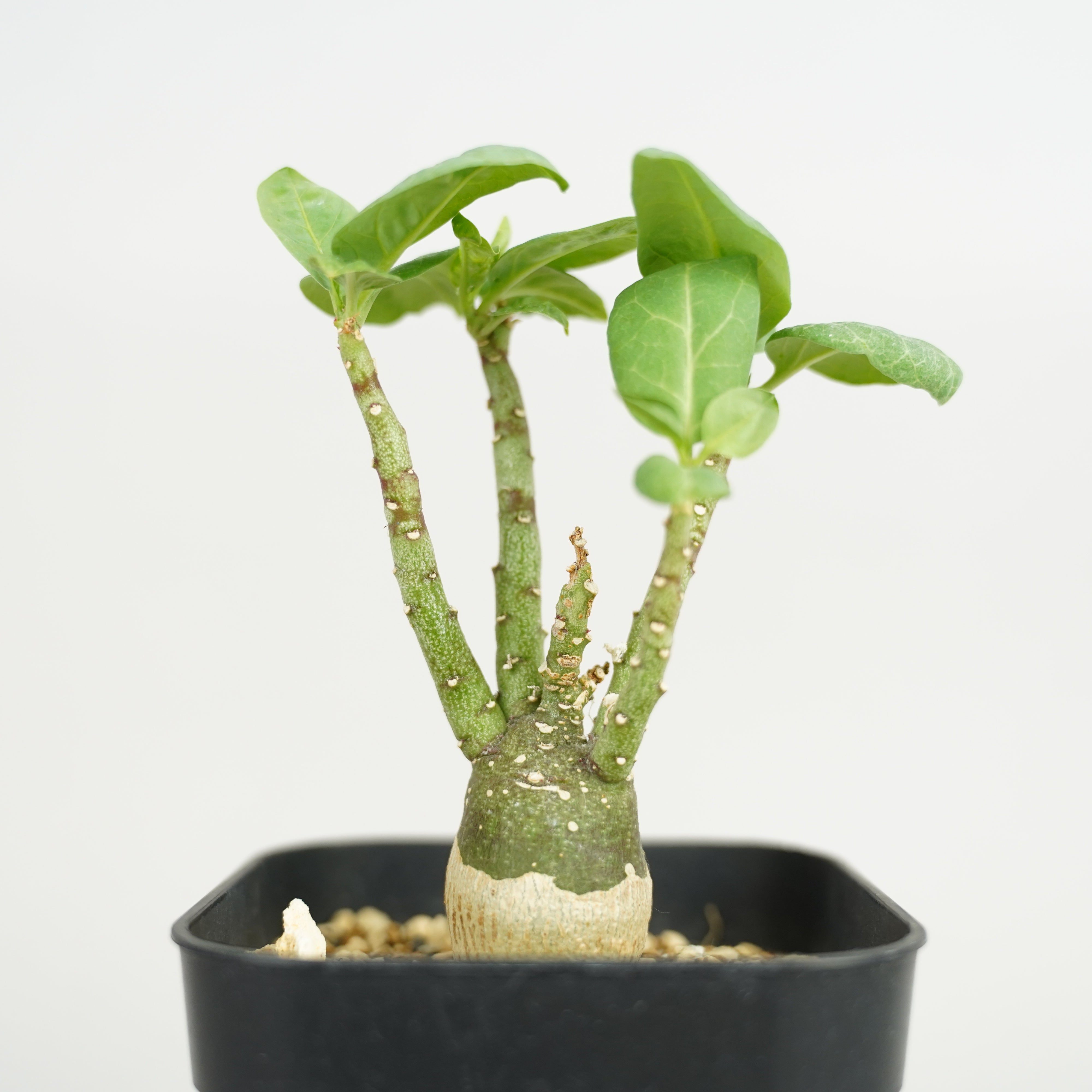 産地情報付き　アデニア　ペチュエリー　Adenia pechuelii アデニア・ペチュエリー（Adenia pechuelii）の紹介 – ゆるぷ