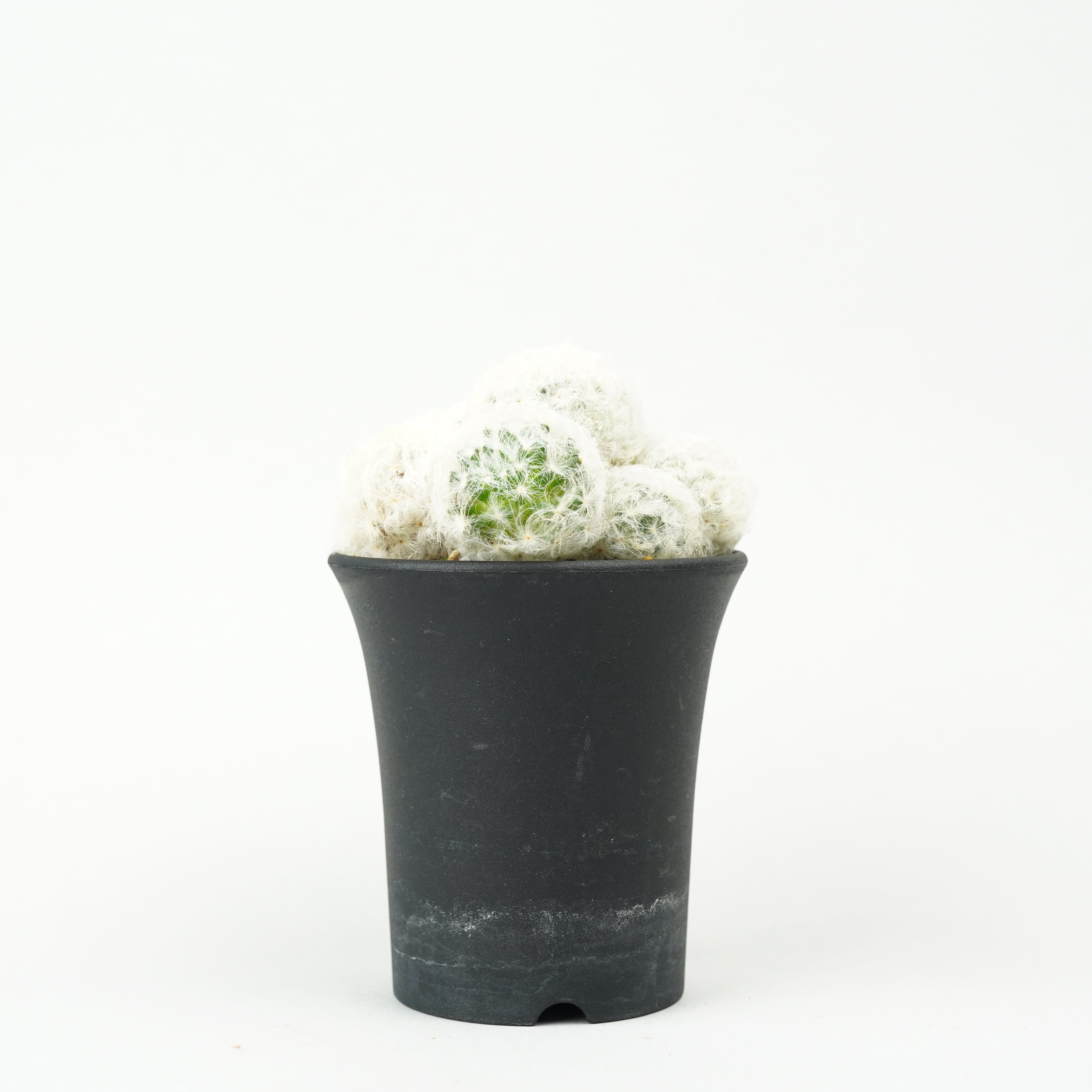 サボテン – Hachi-8