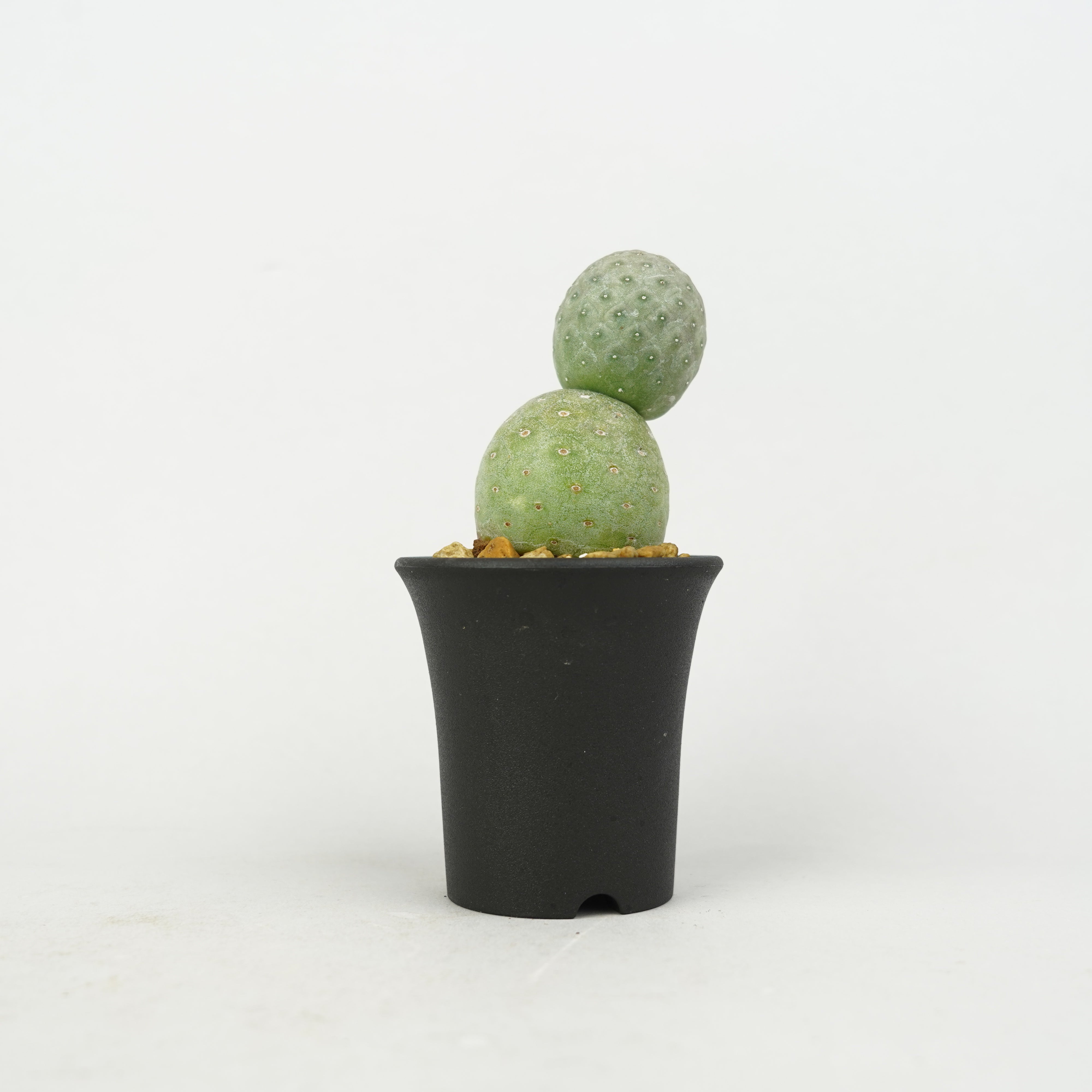植物/希少植物etc/サボテン – Hachi-8