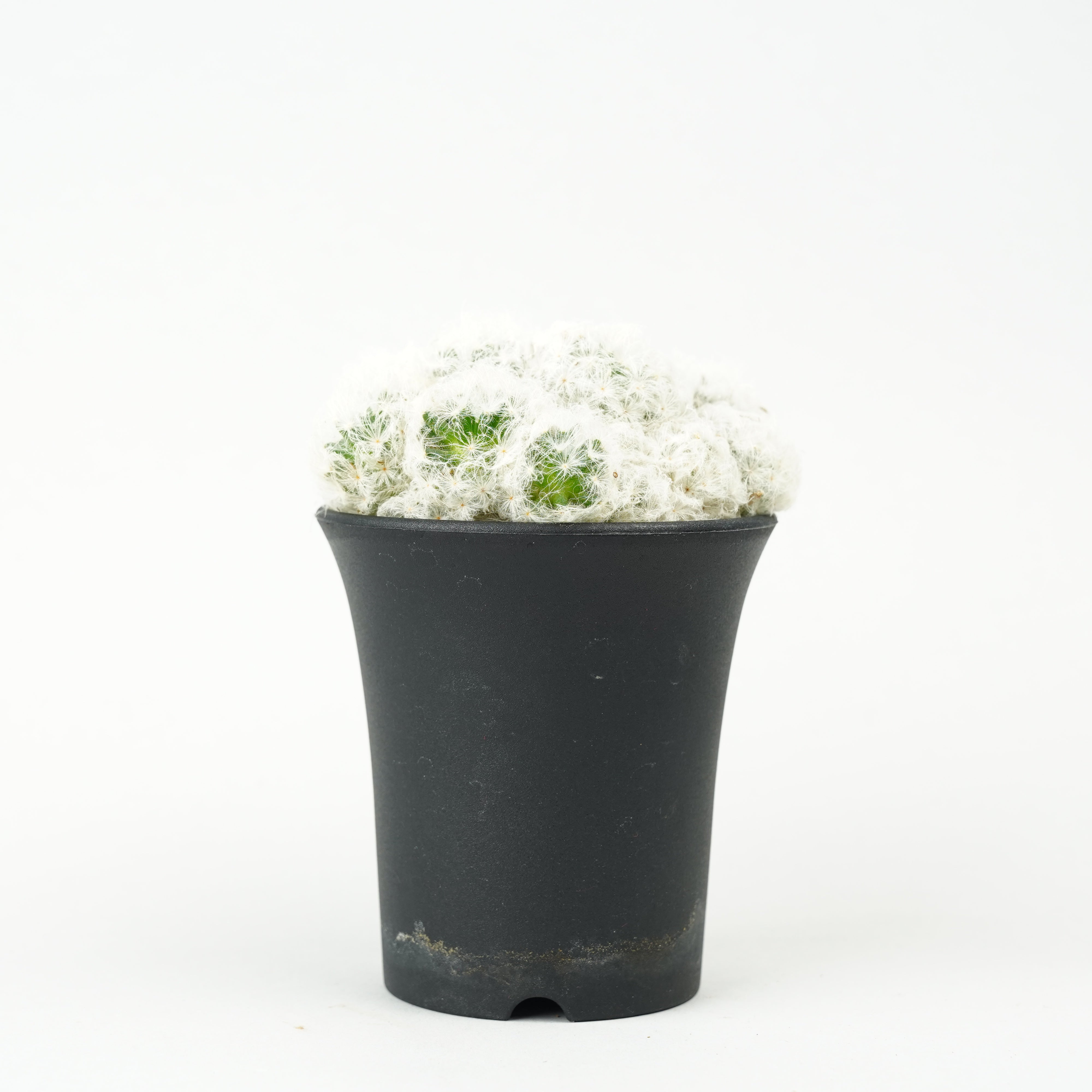 サボテン – Hachi-8