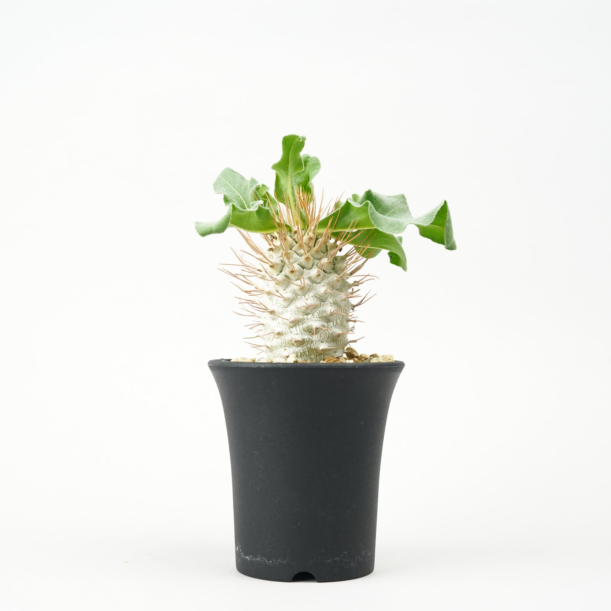 パキポディウム・ナマクアナム 光堂_PA0182「Pachypodium namaquanum」
