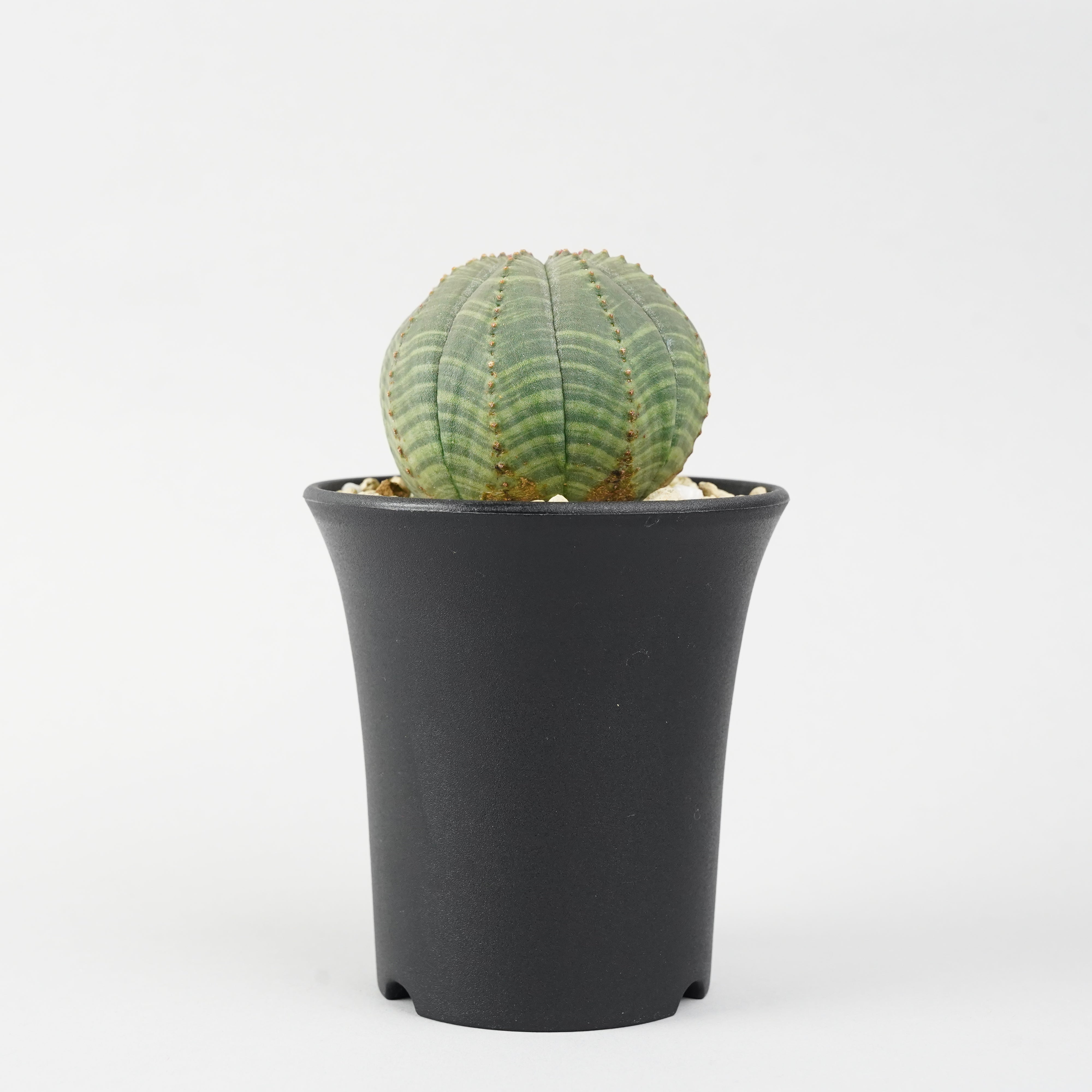 ユーフォルビア/オベサ – Hachi-8