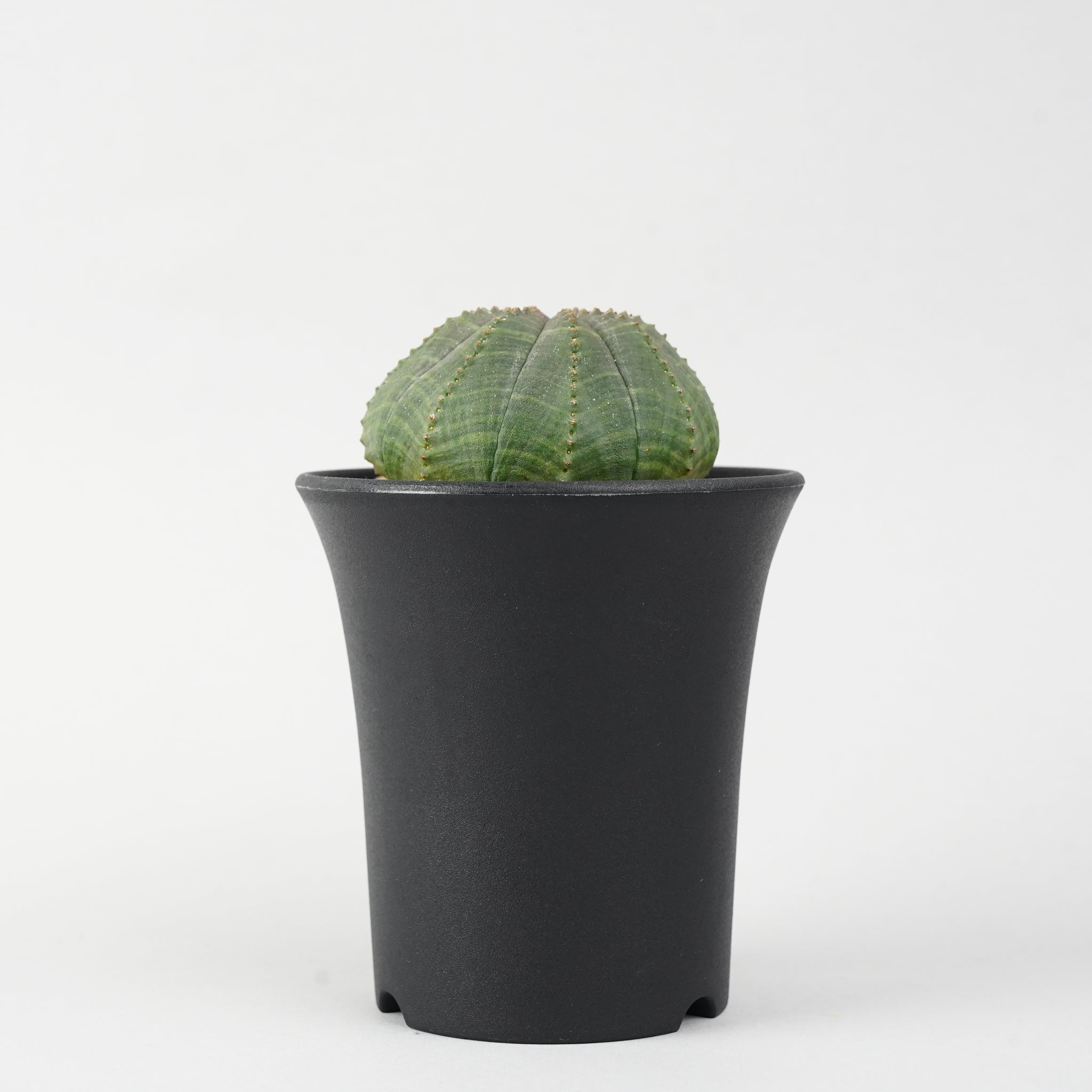 ユーフォルビア・オベサ「Euphorbia Obesa」/EU253