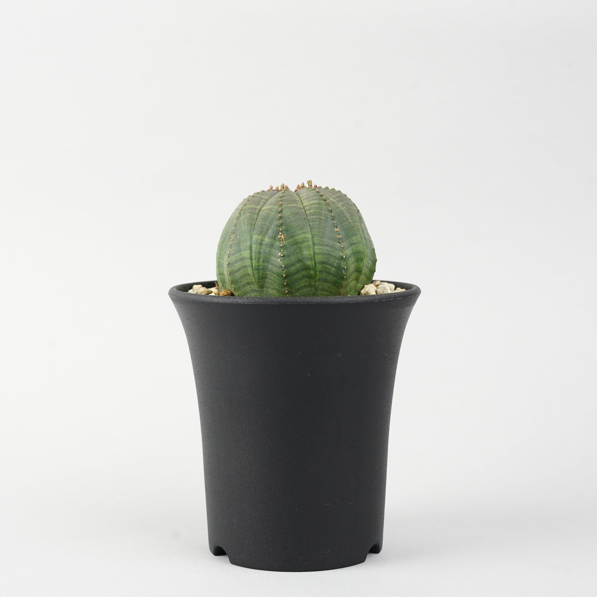 ユーフォルビア・オベサ「Euphorbia Obesa」/EU247