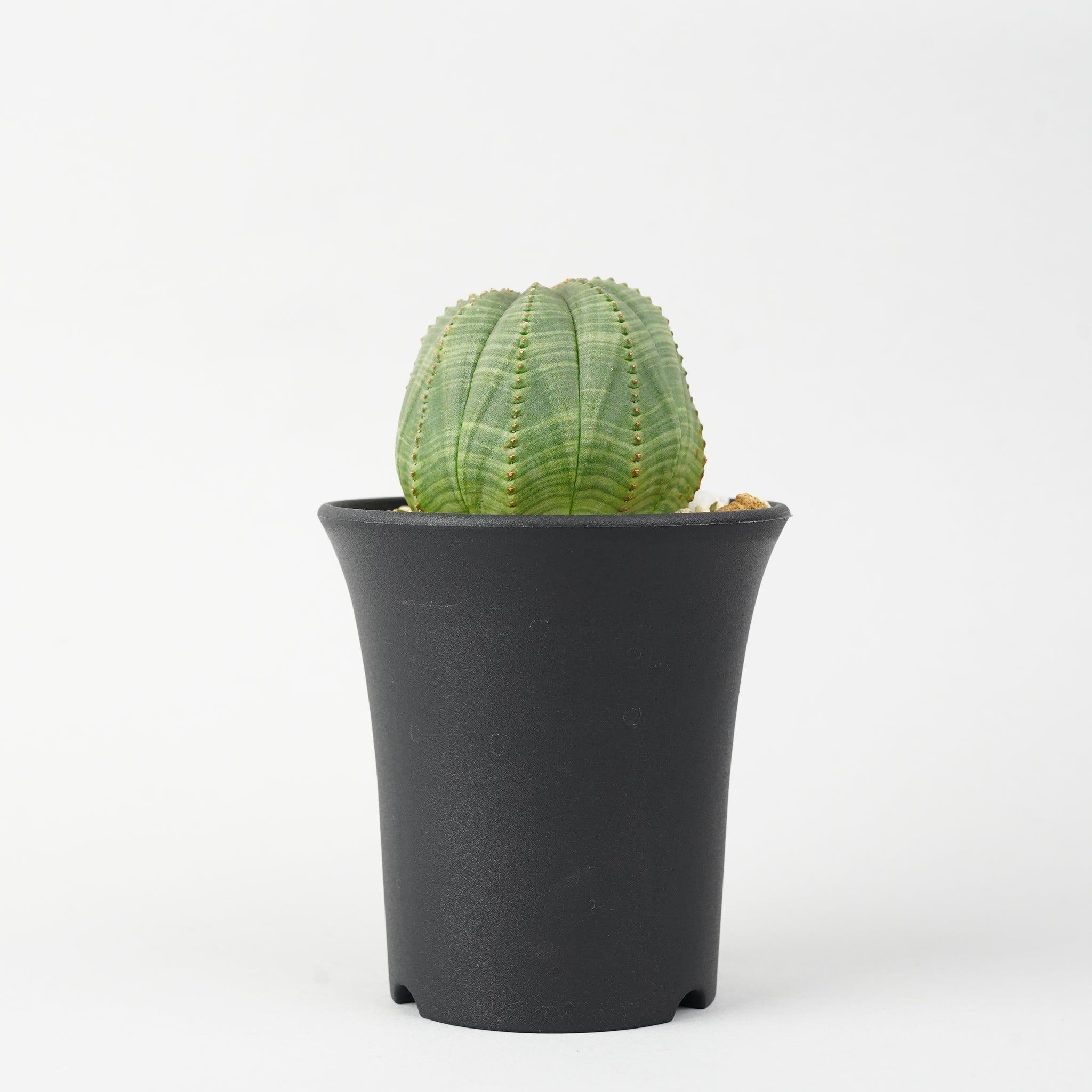ユーフォルビア・オベサ「Euphorbia Obesa」/EU251