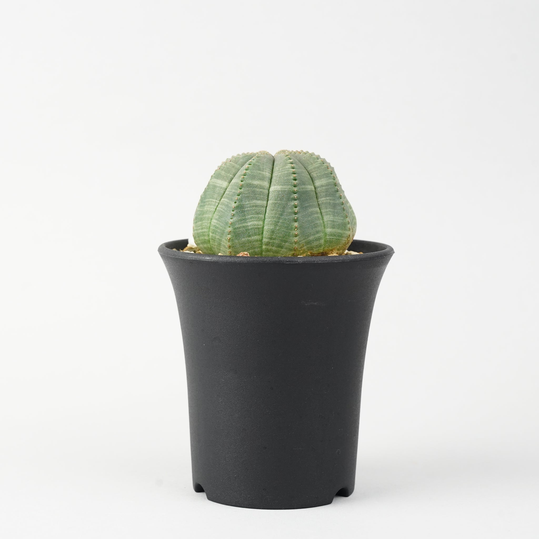 ユーフォルビア・オベサ「Euphorbia Obesa」/EU252