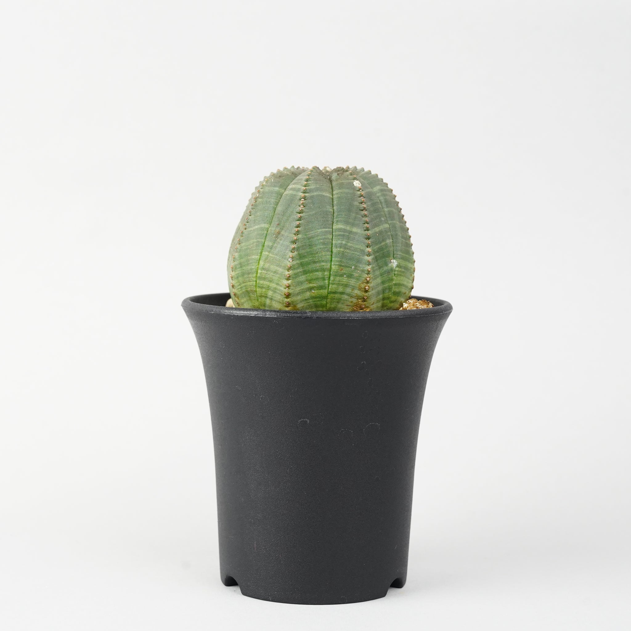 ユーフォルビア・オベサ「Euphorbia Obesa」/EU249