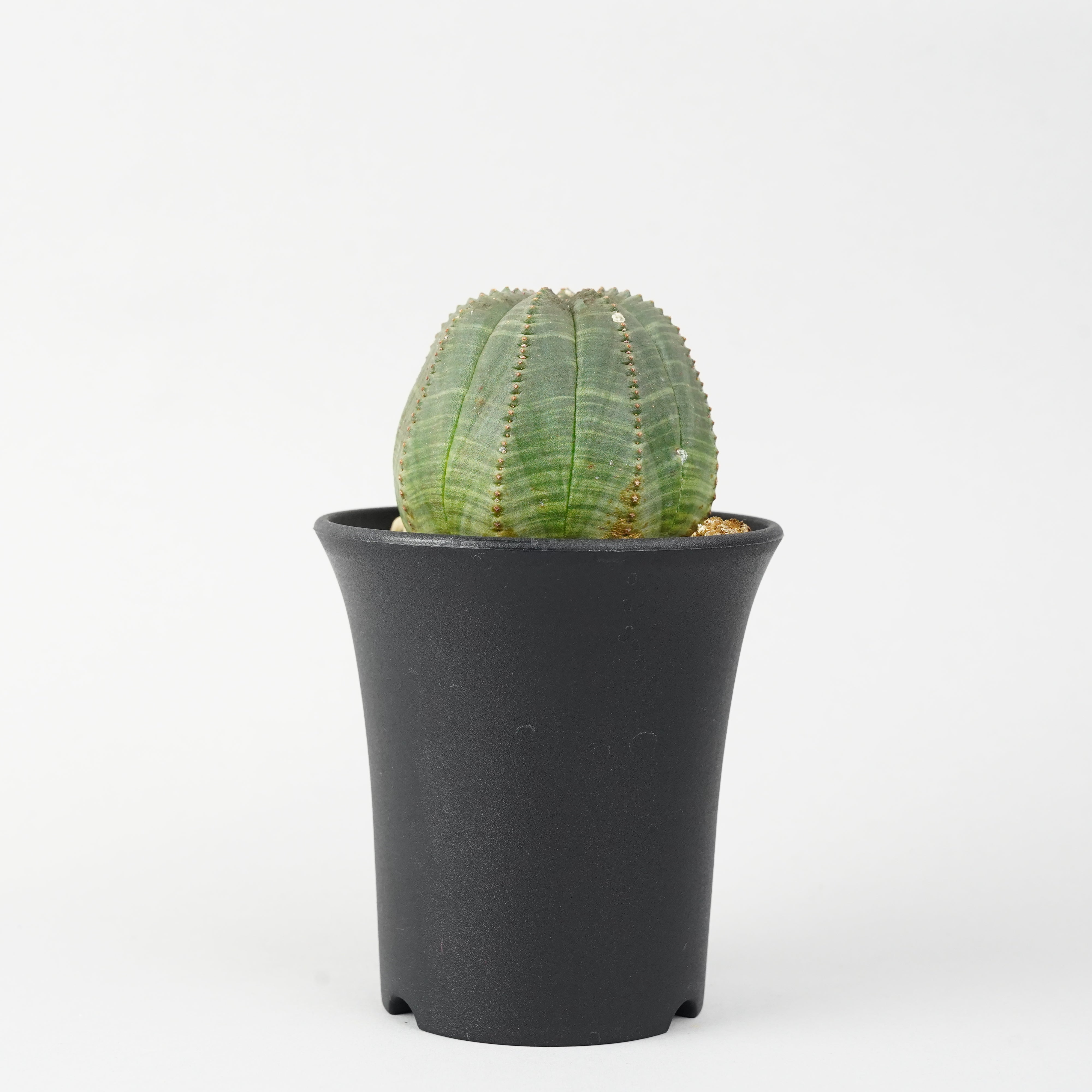 ユーフォルビア/オベサ – Hachi-8