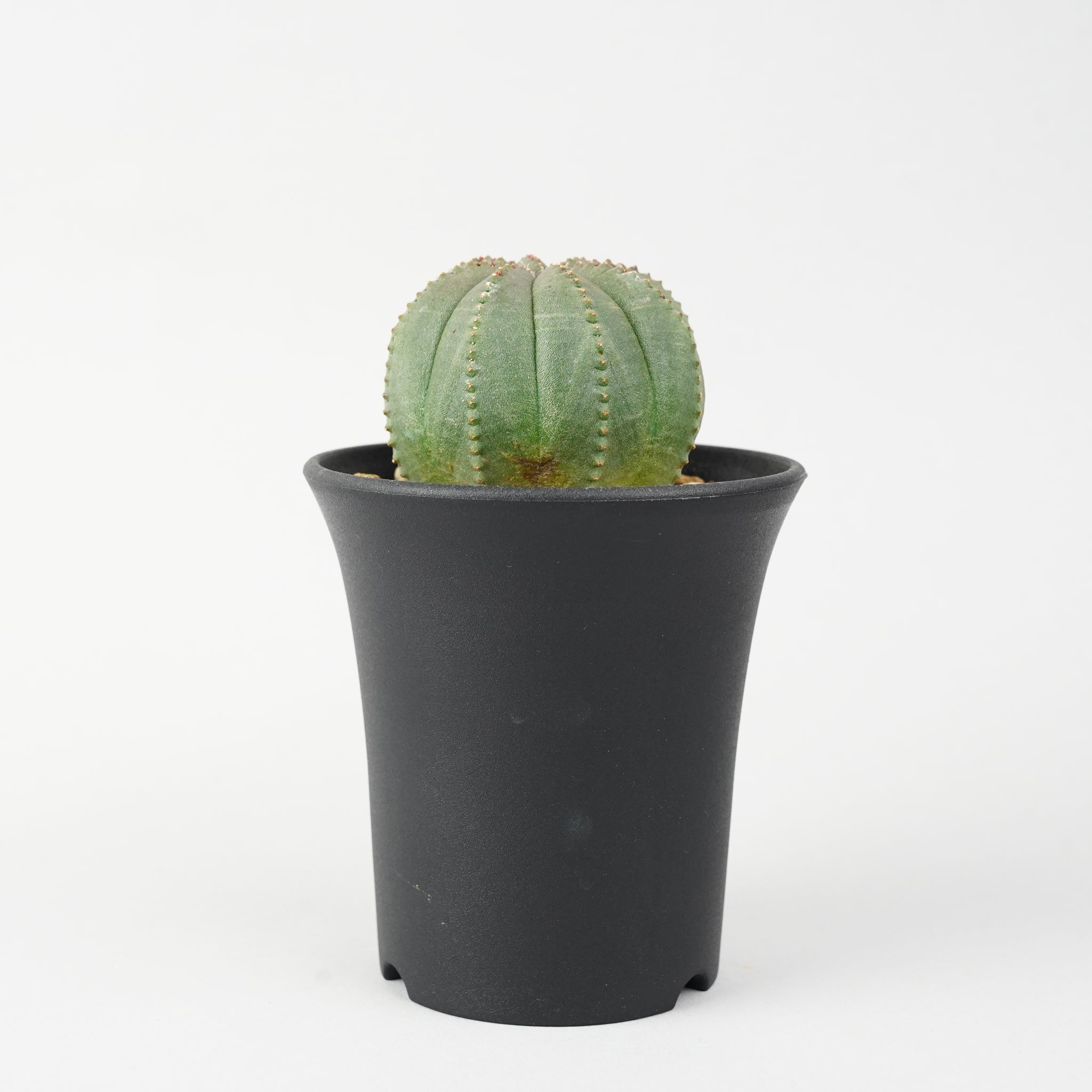 ユーフォルビア・オベサ「Euphorbia Obesa」/EU241