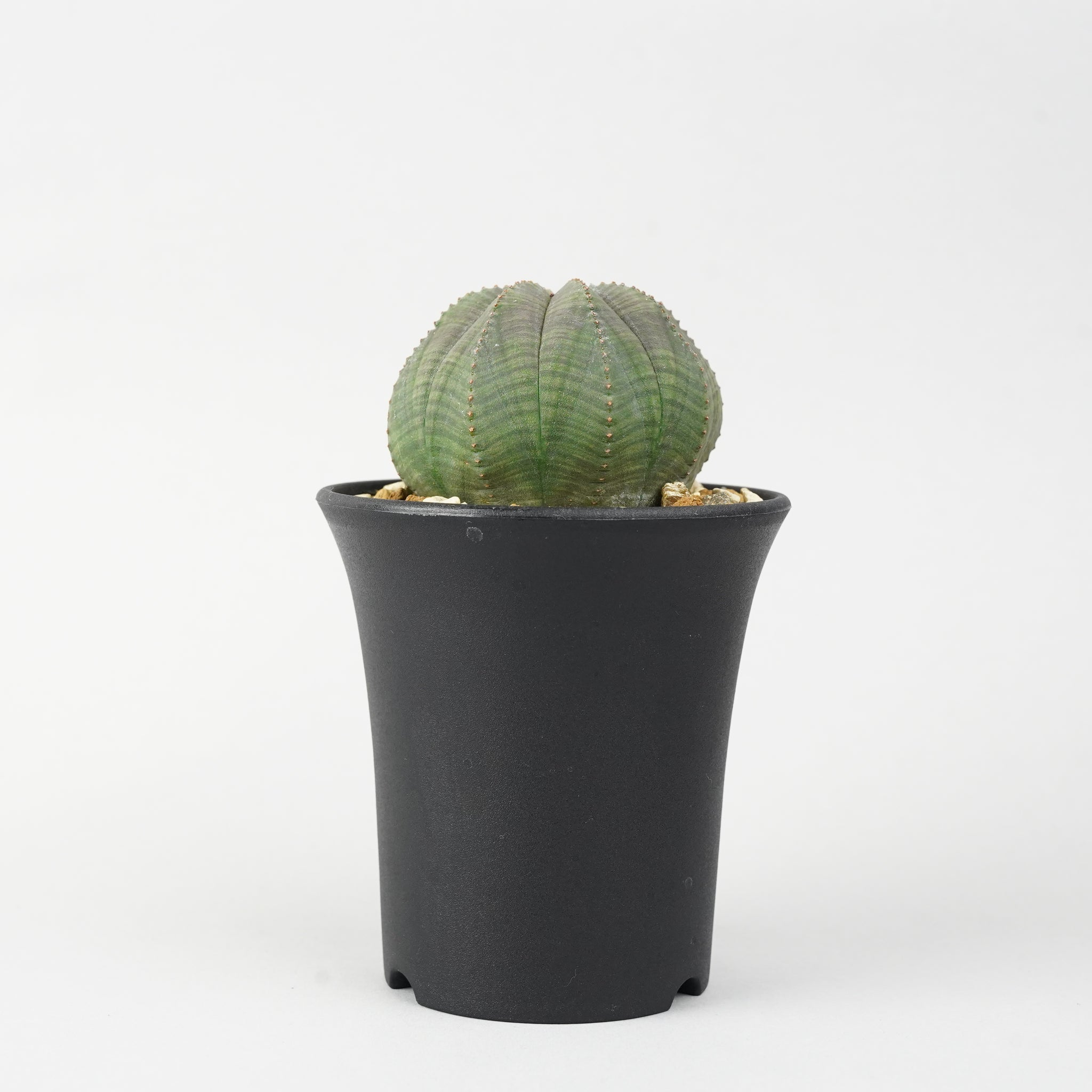 ユーフォルビア・オベサ「Euphorbia Obesa」/EU245