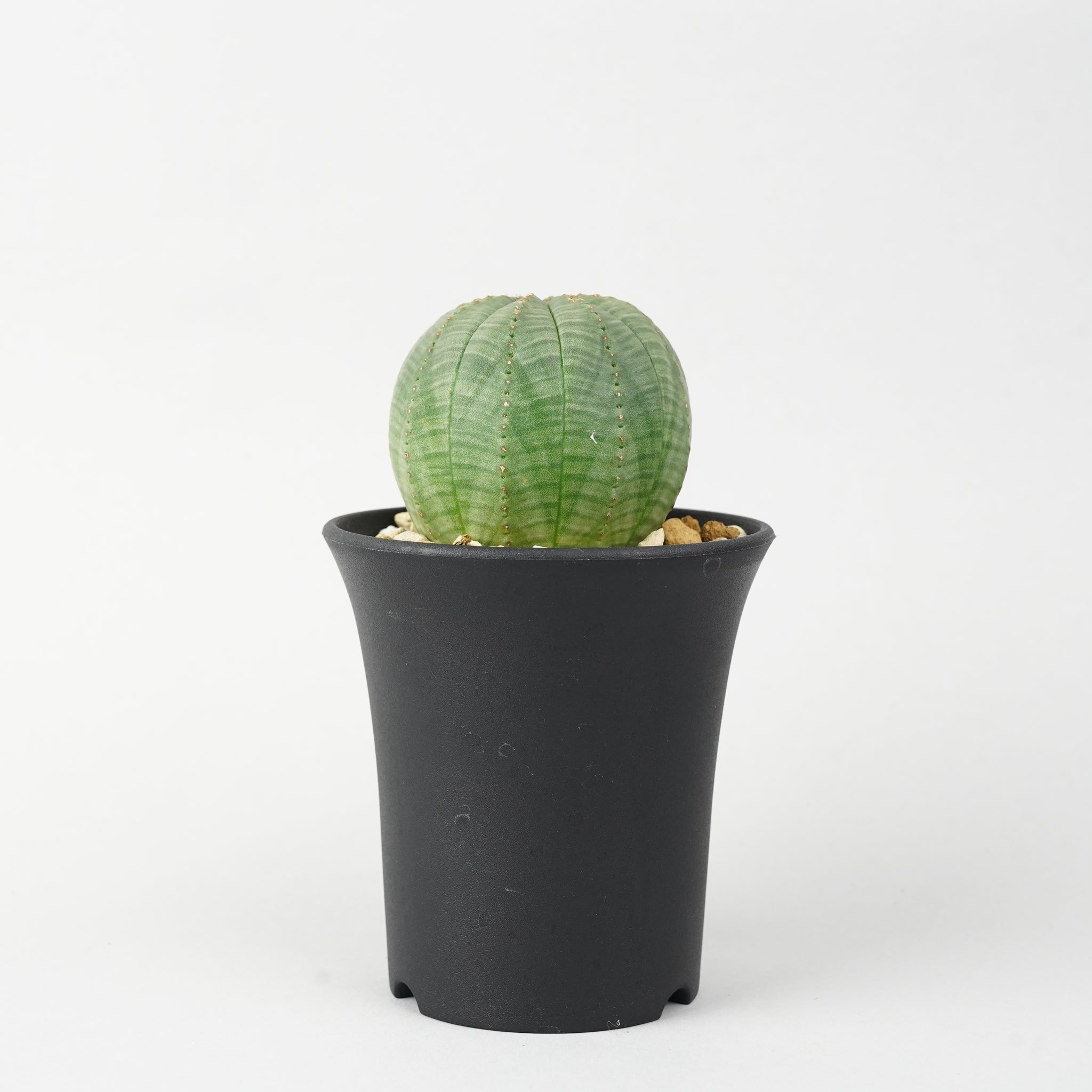 ユーフォルビア・オベサ「Euphorbia Obesa」/EU246