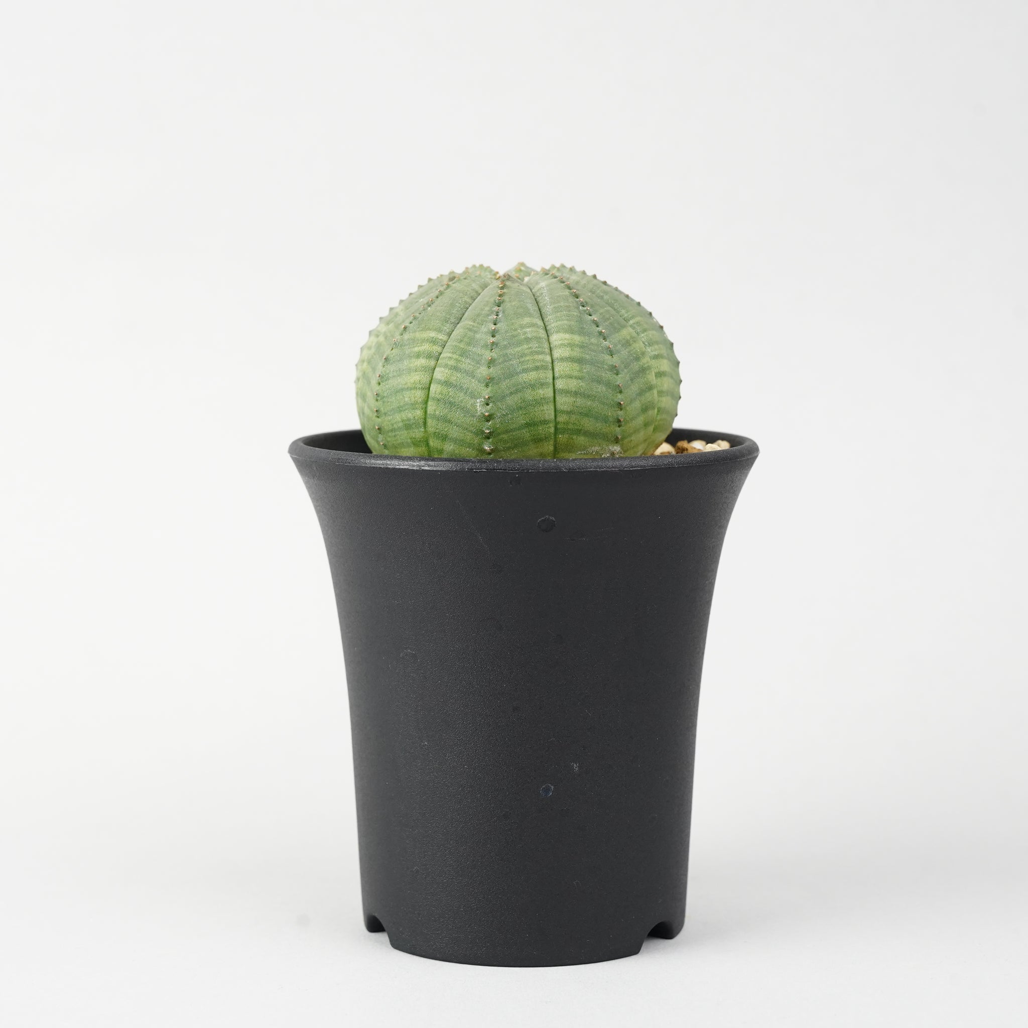 ユーフォルビア・オベサ「Euphorbia Obesa」/EU240