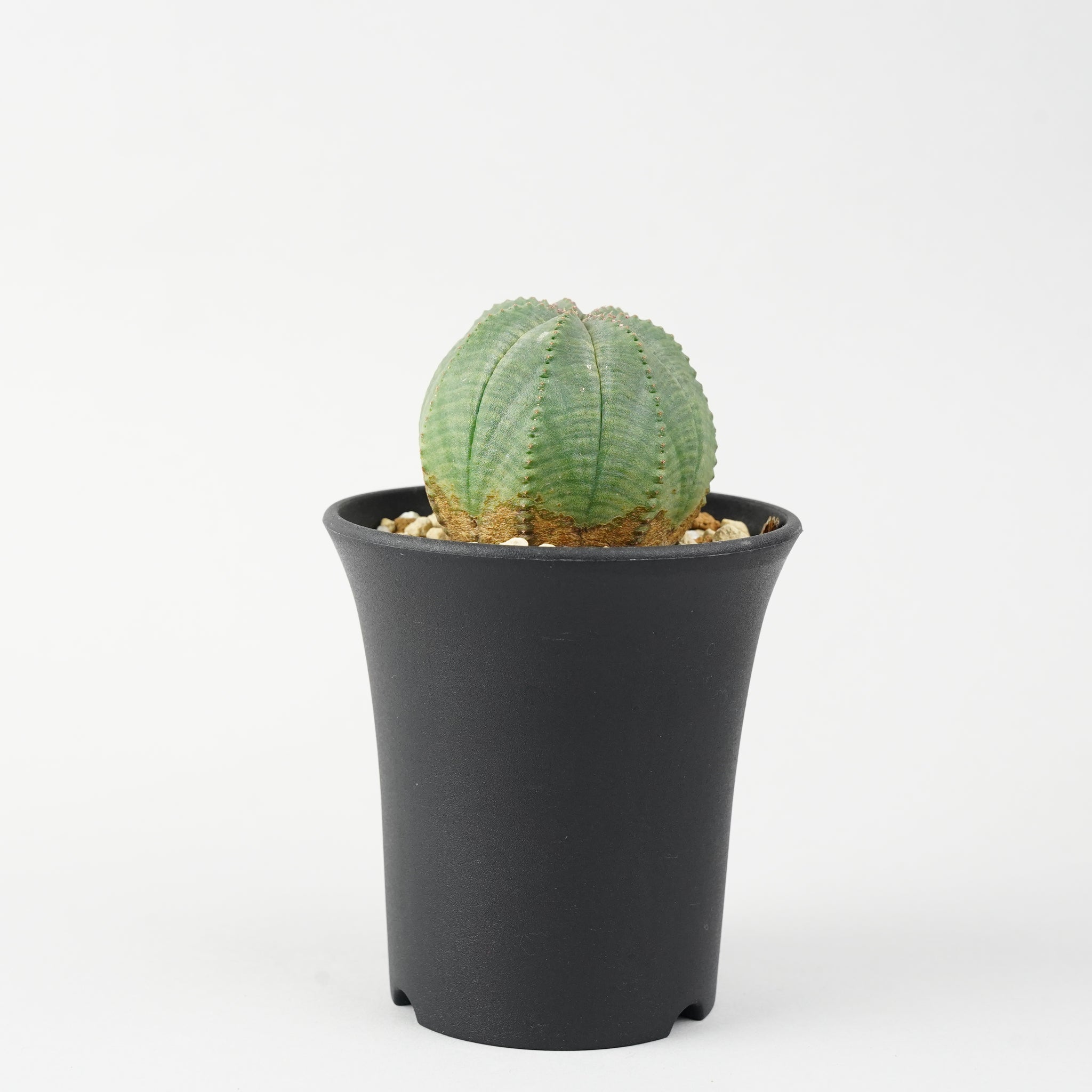 ユーフォルビア・オベサ「Euphorbia Obesa」/EU254