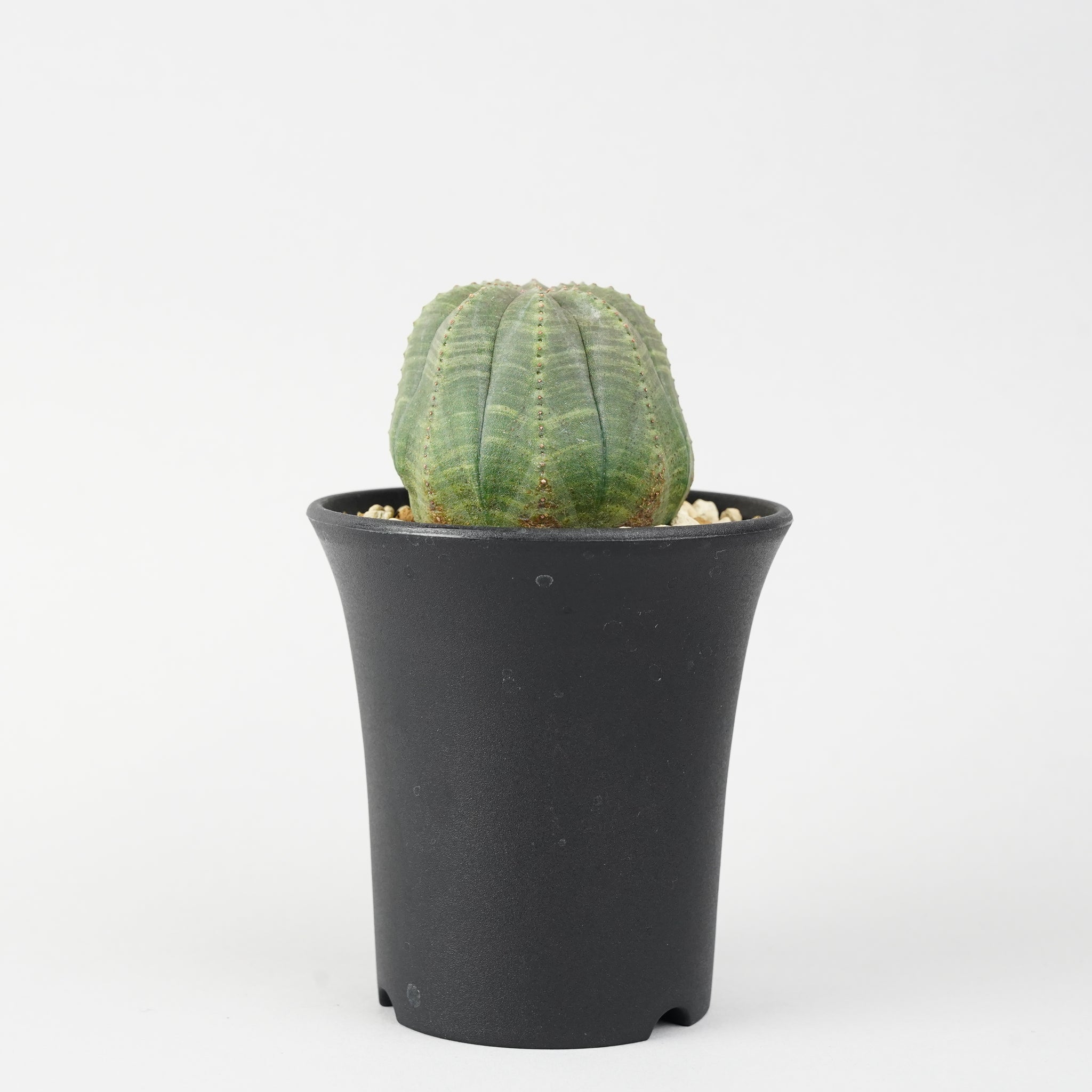 ユーフォルビア・オベサ「Euphorbia Obesa」/EU248