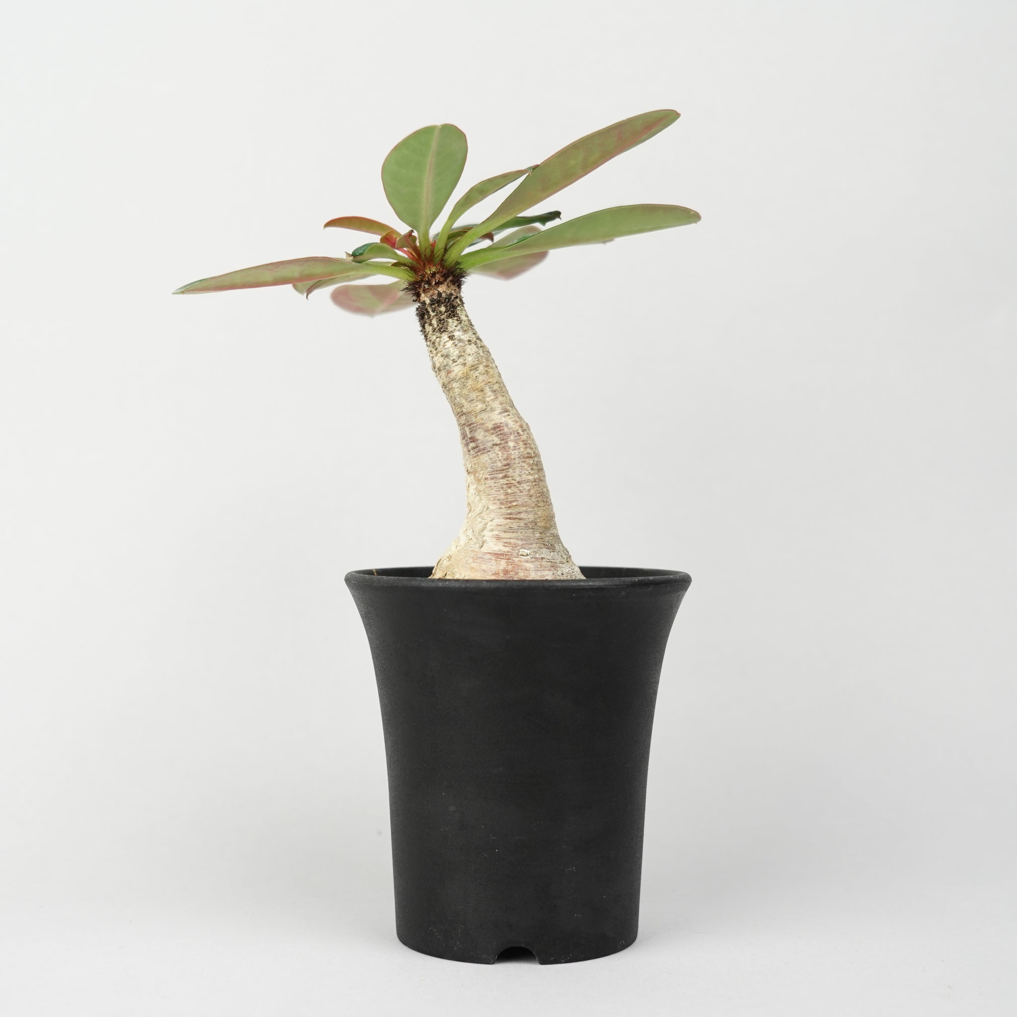 ユーフォルビア　ラメレイ ユーフォルビア・ラメナ「Euphorbia Ramena」/EU0383 – Hachi-8