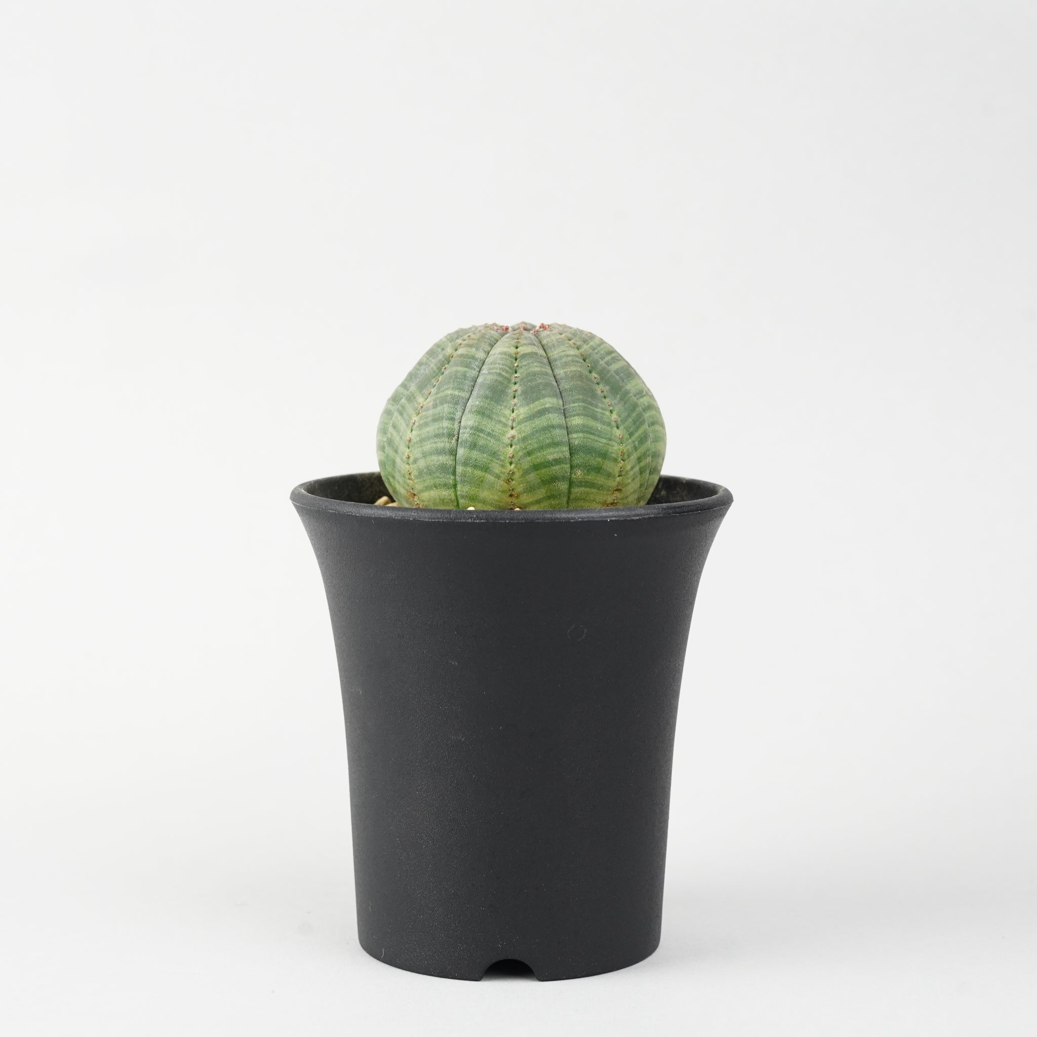 ユーフォルビア・オベサ「Euphorbia Obesa」/EU267
