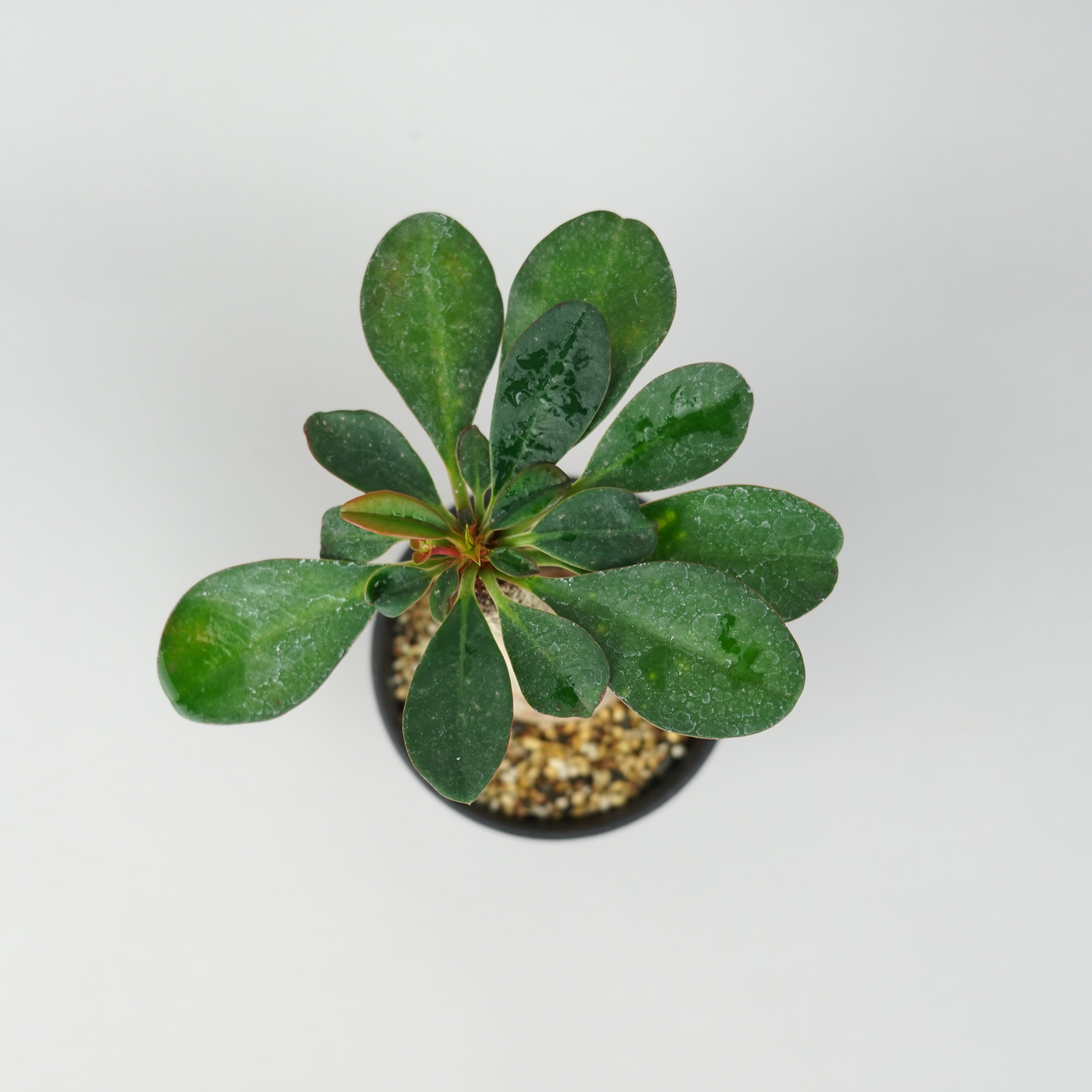ユーフォルビア　ラメレイ ユーフォルビア・ラメナ「Euphorbia Ramena」/EU0383 – Hachi-8