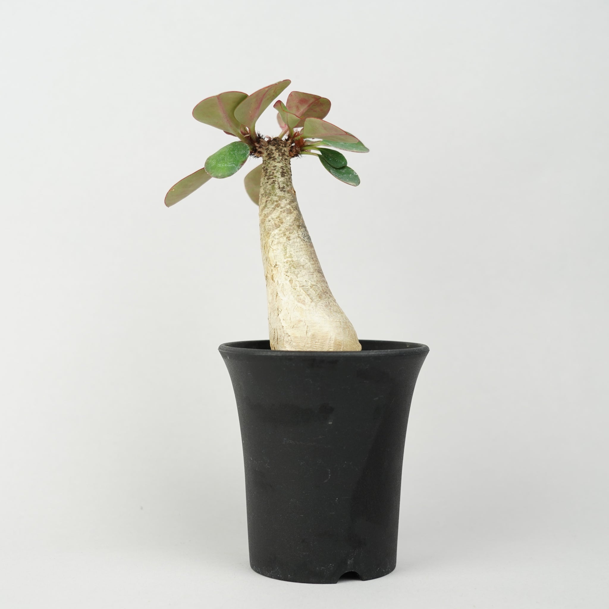 植物/ユーフォルビア/その他のユーフォルビア– Hachi-8