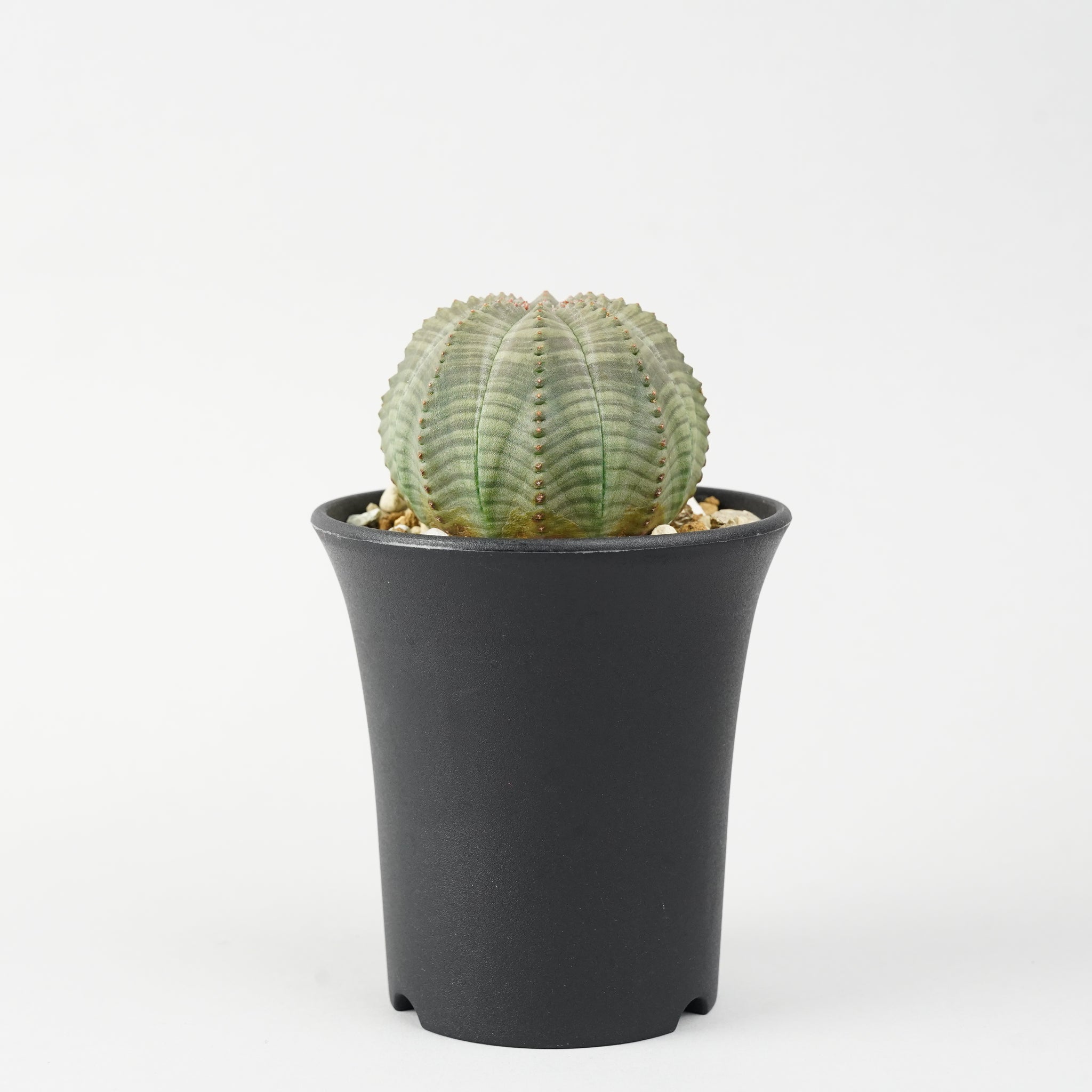 ユーフォルビア・オベサ「Euphorbia Obesa」/EU242