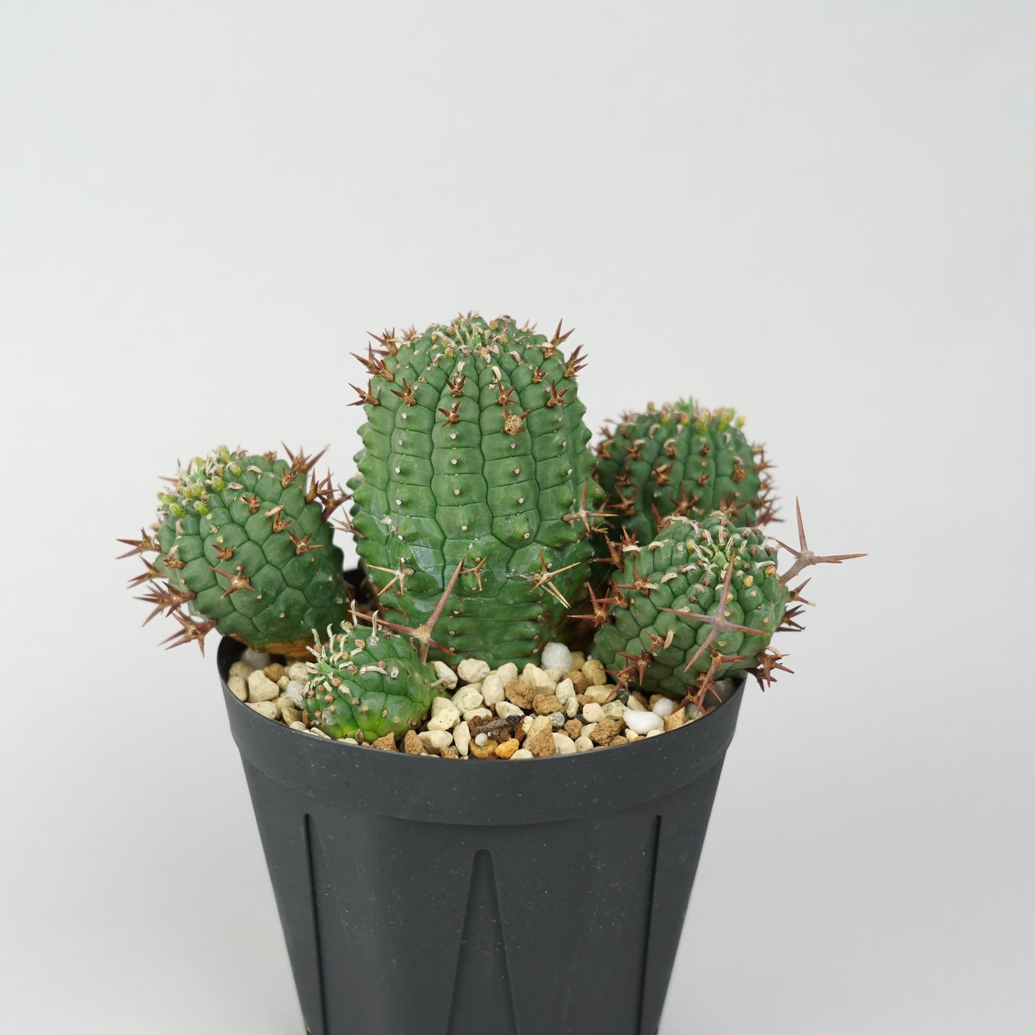 ユーフォルビア・ステリスピナ(群星冠)「Euphorbia Stellispina