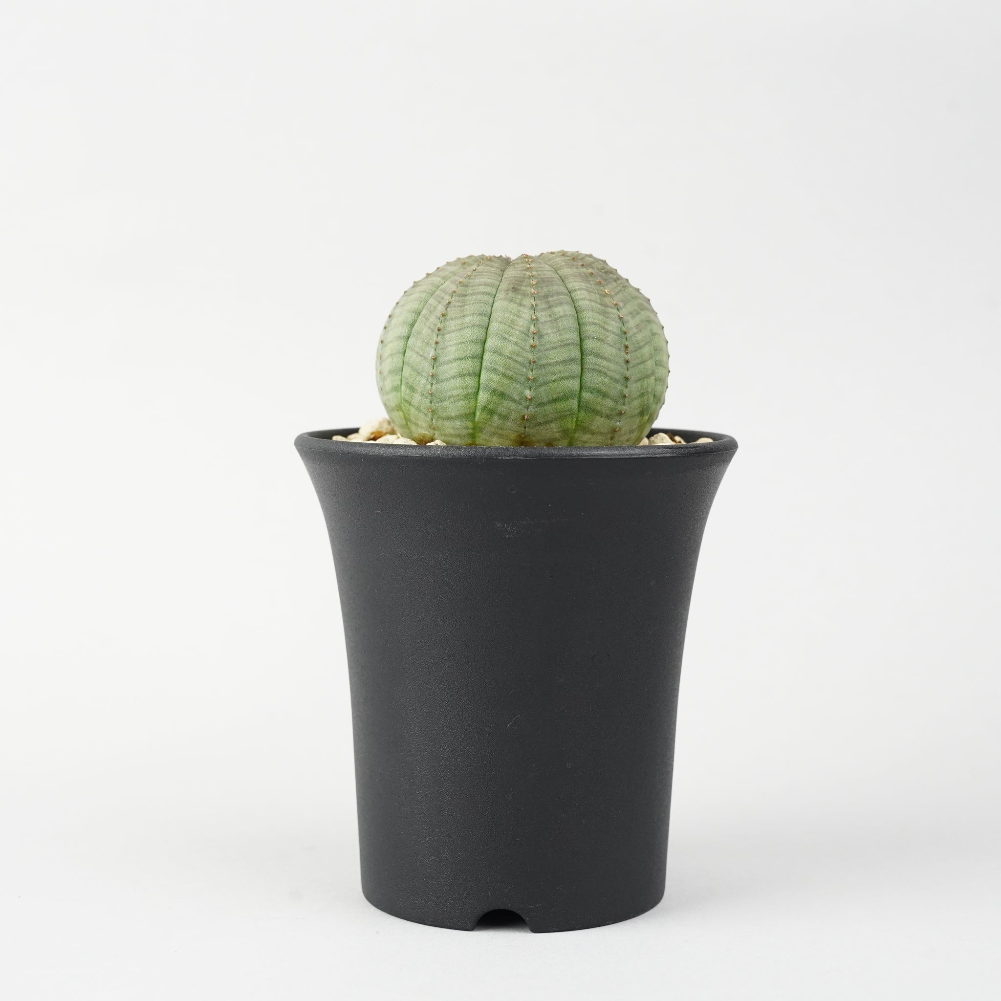 ユーフォルビア・オベサ「Euphorbia Obesa」/EU233