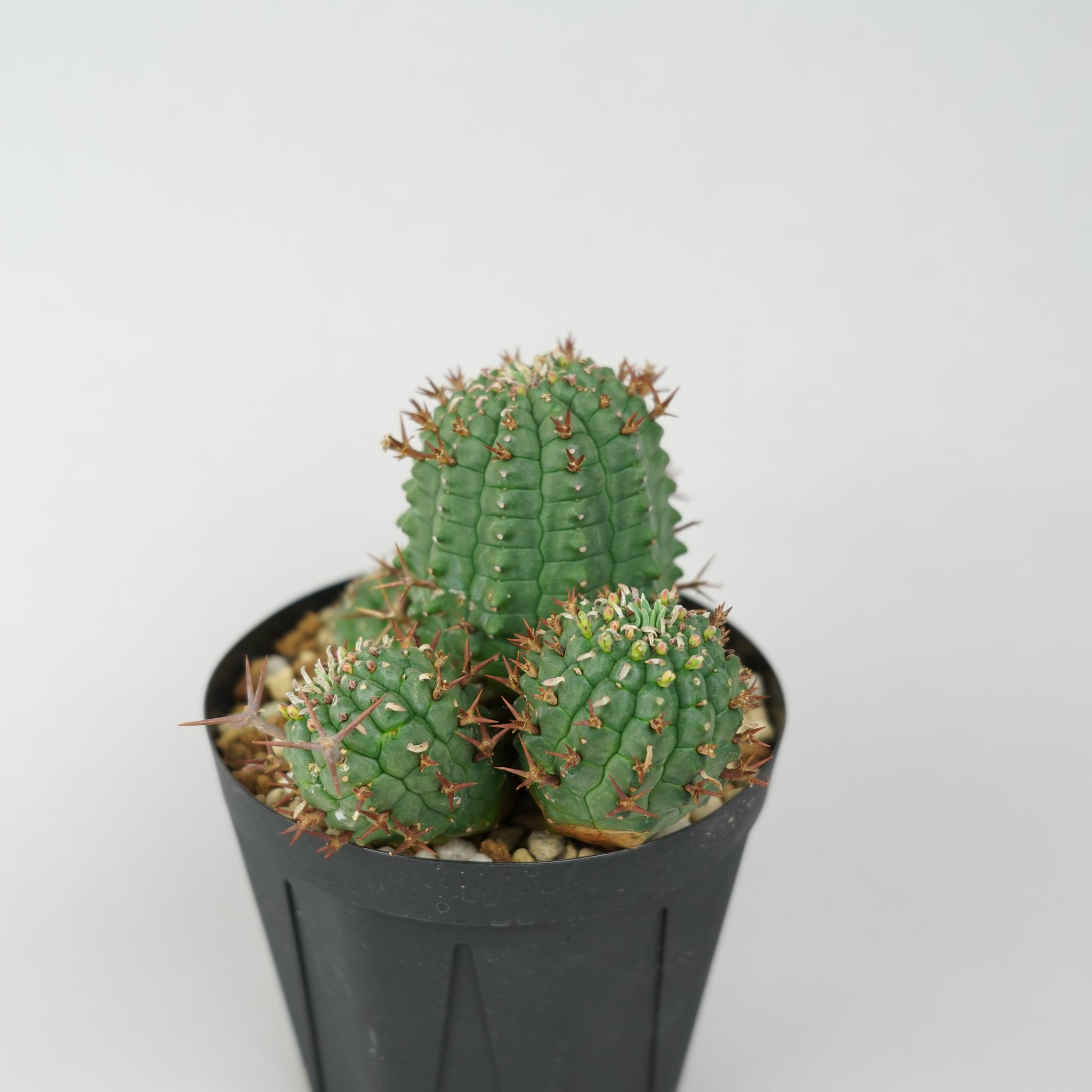 ユーフォルビア・ステリスピナ(群星冠)「Euphorbia Stellispina