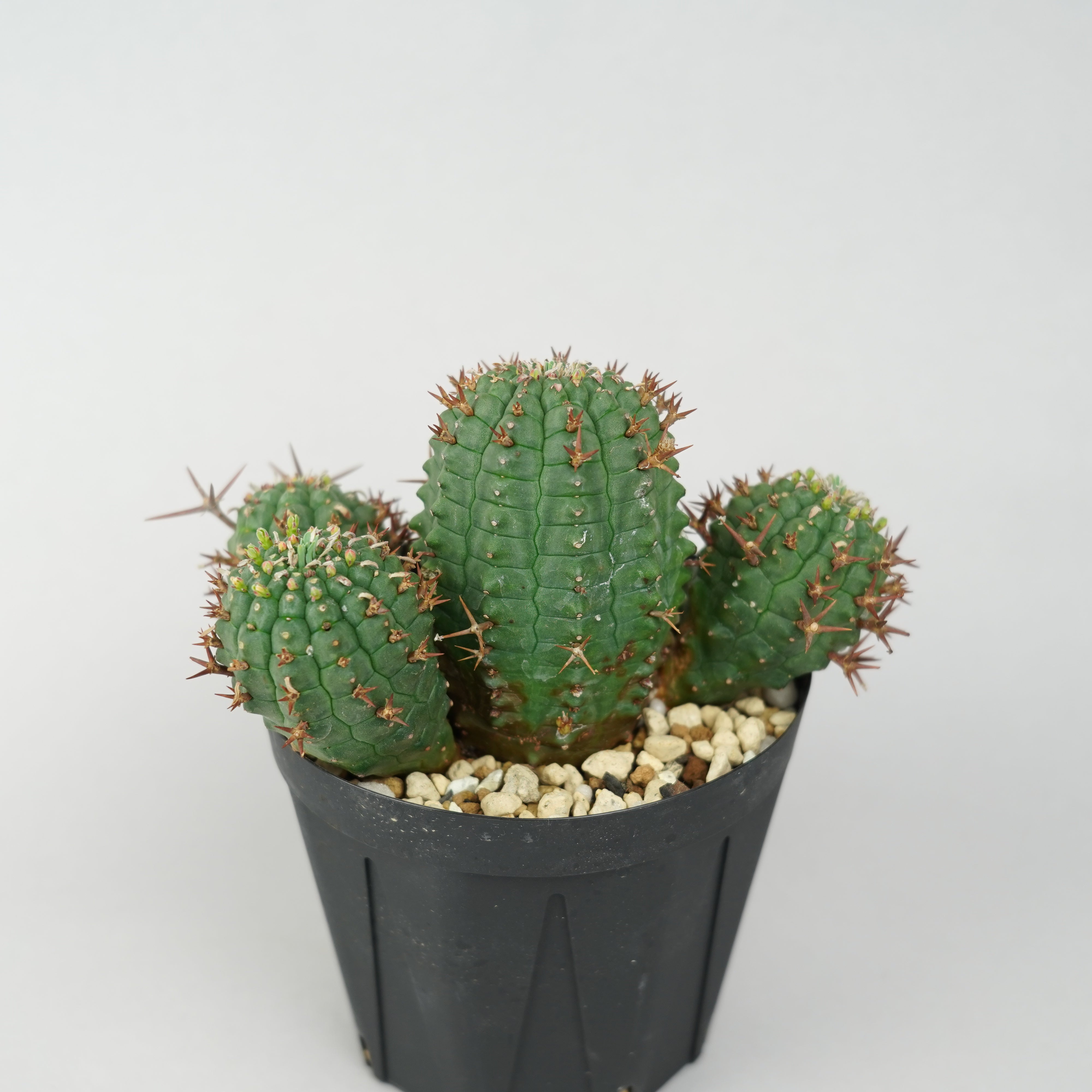 ユーフォルビア・ステリスピナ(群星冠)「Euphorbia Stellispina