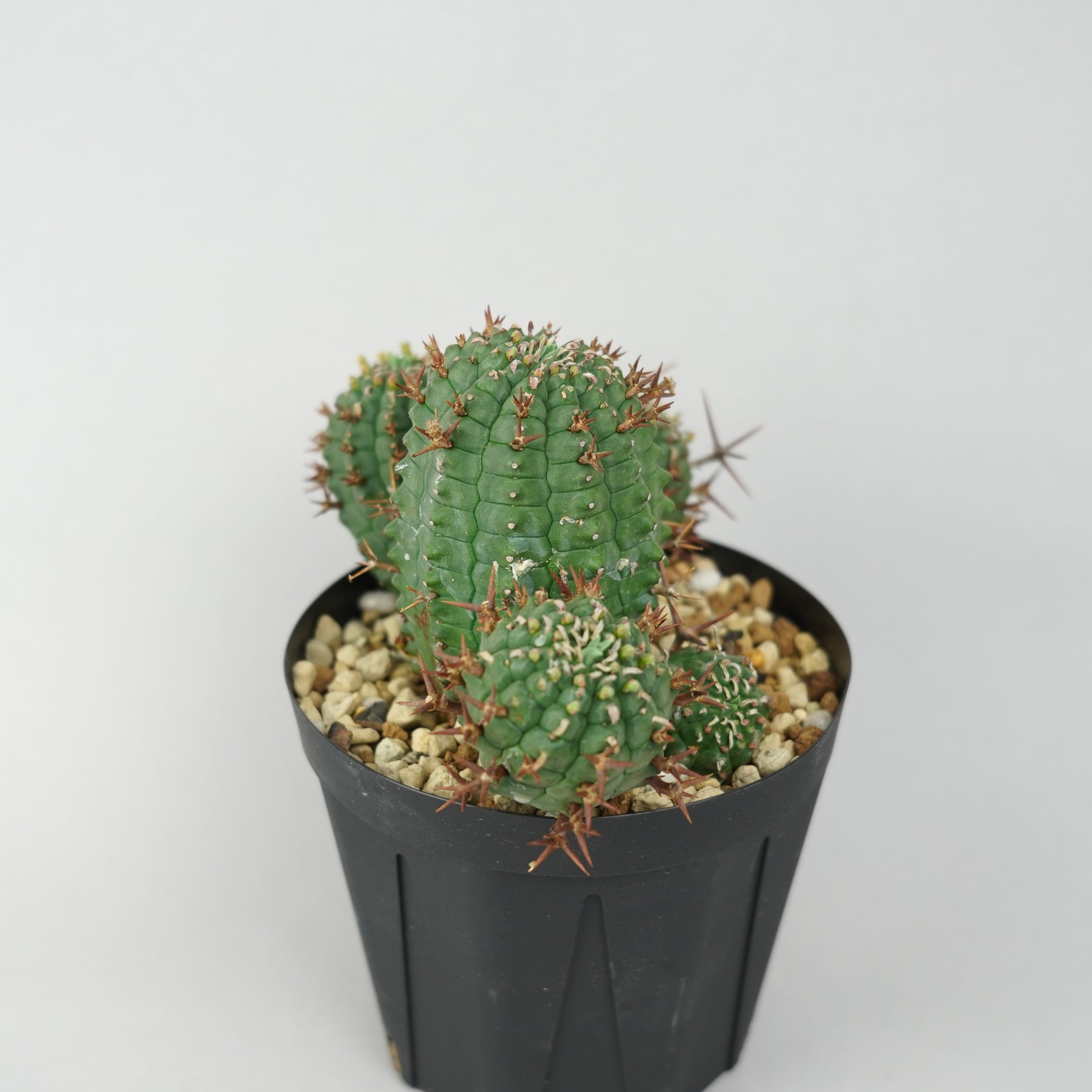 ユーフォルビア・ステリスピナ(群星冠)「Euphorbia Stellispina