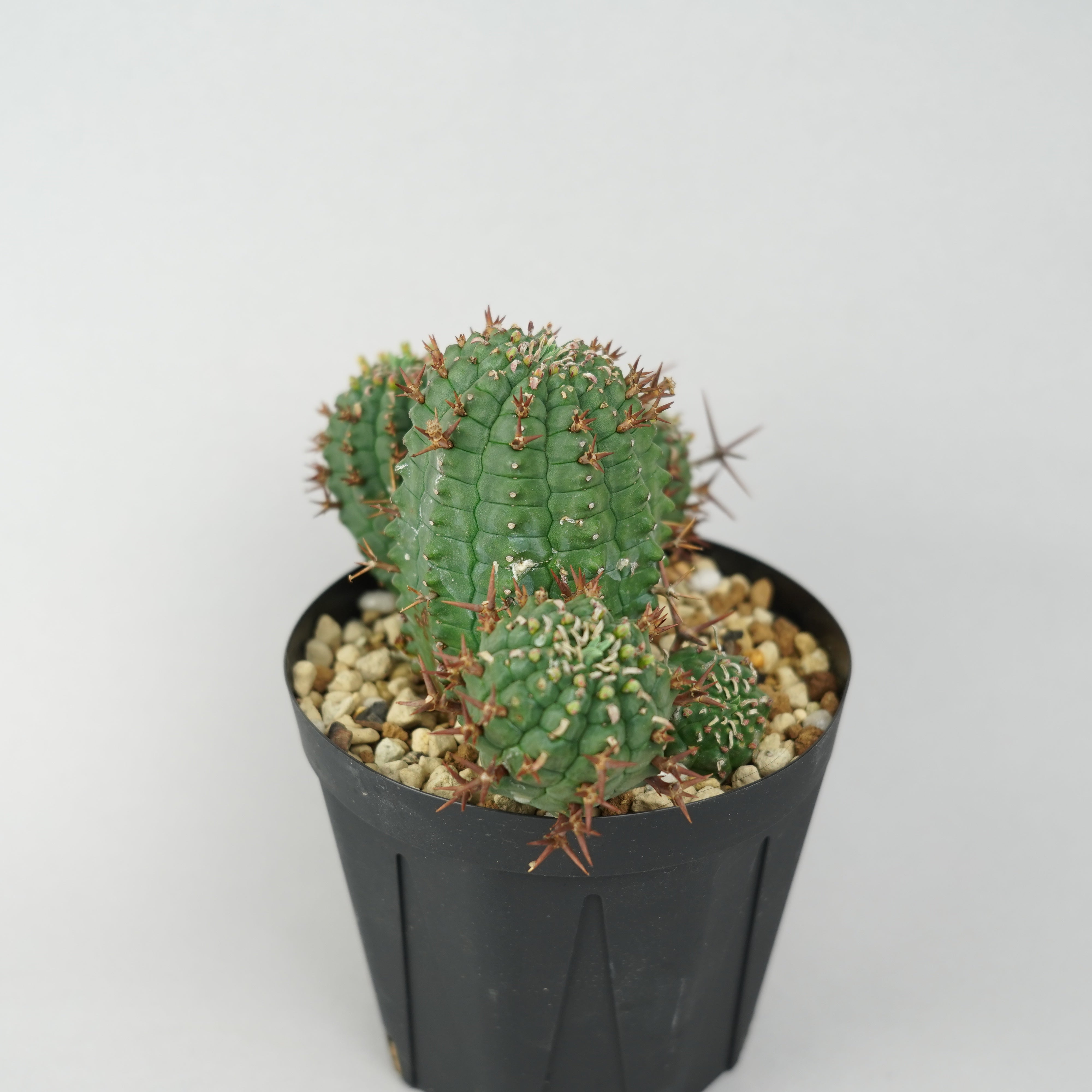 ユーフォルビア　ステリスピナ　群星冠　発根済み　現24 ユーフォルビア・ステリスピナ(群星冠)「Euphorbia Stellispina