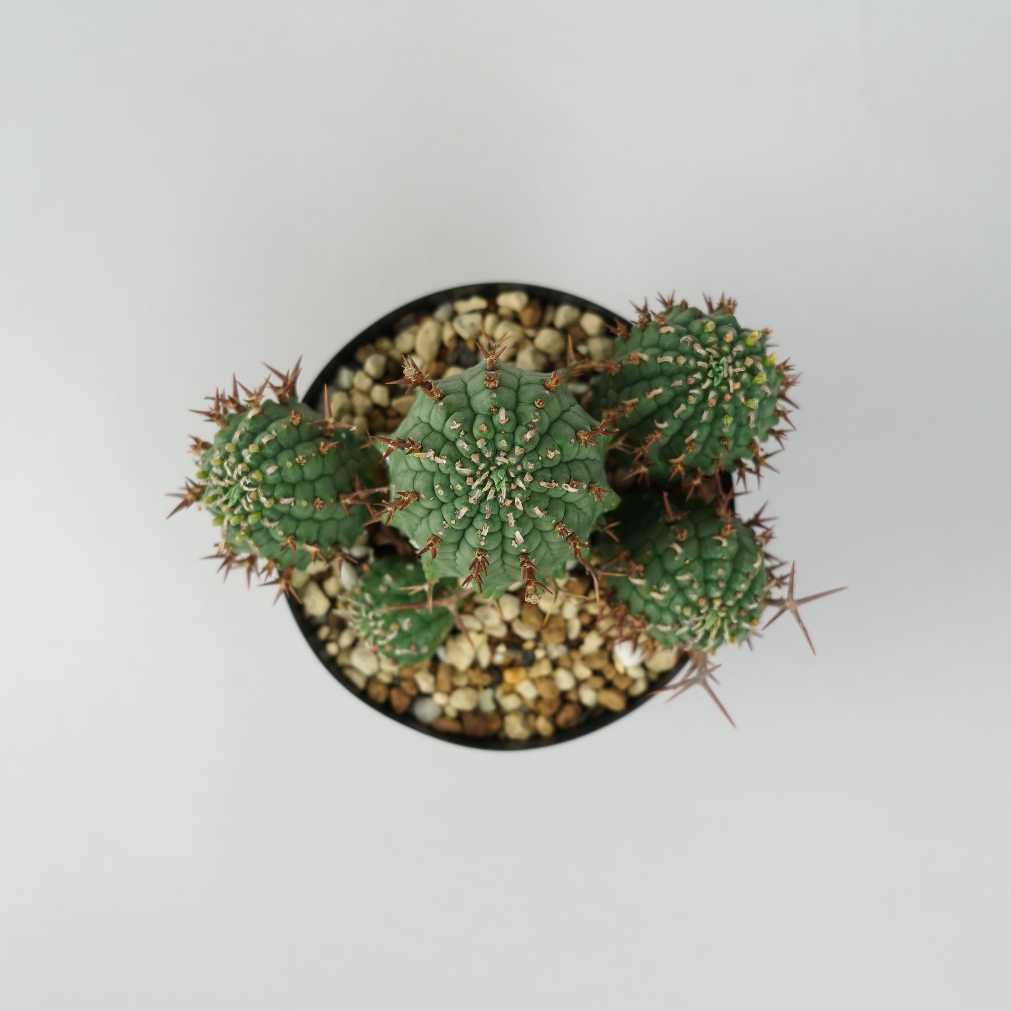 ユーフォルビア・ステリスピナ(群星冠)「Euphorbia Stellispina