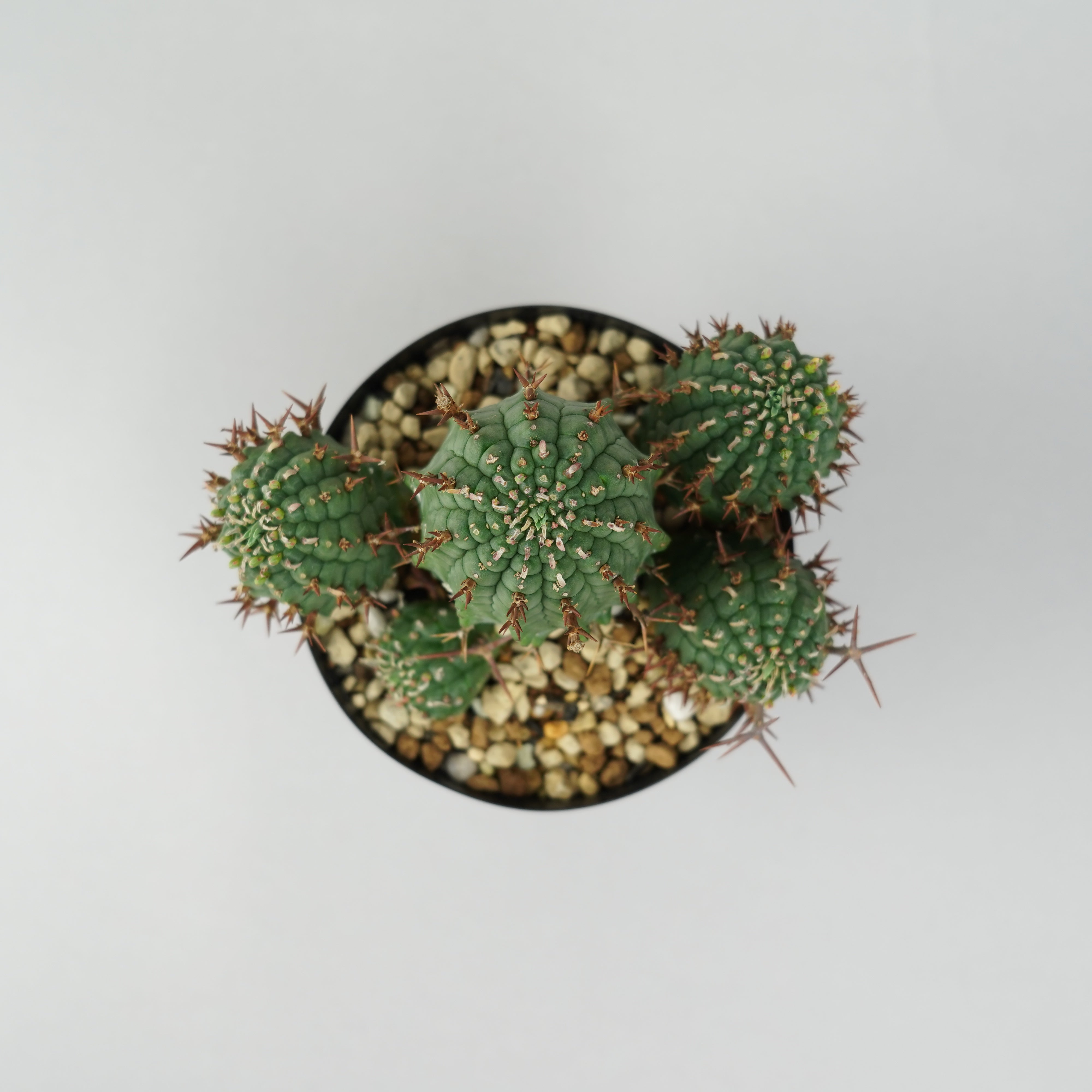 ユーフォルビア　ステリスピナ　群星冠　発根済み　現24 ユーフォルビア・ステリスピナ(群星冠)「Euphorbia Stellispina