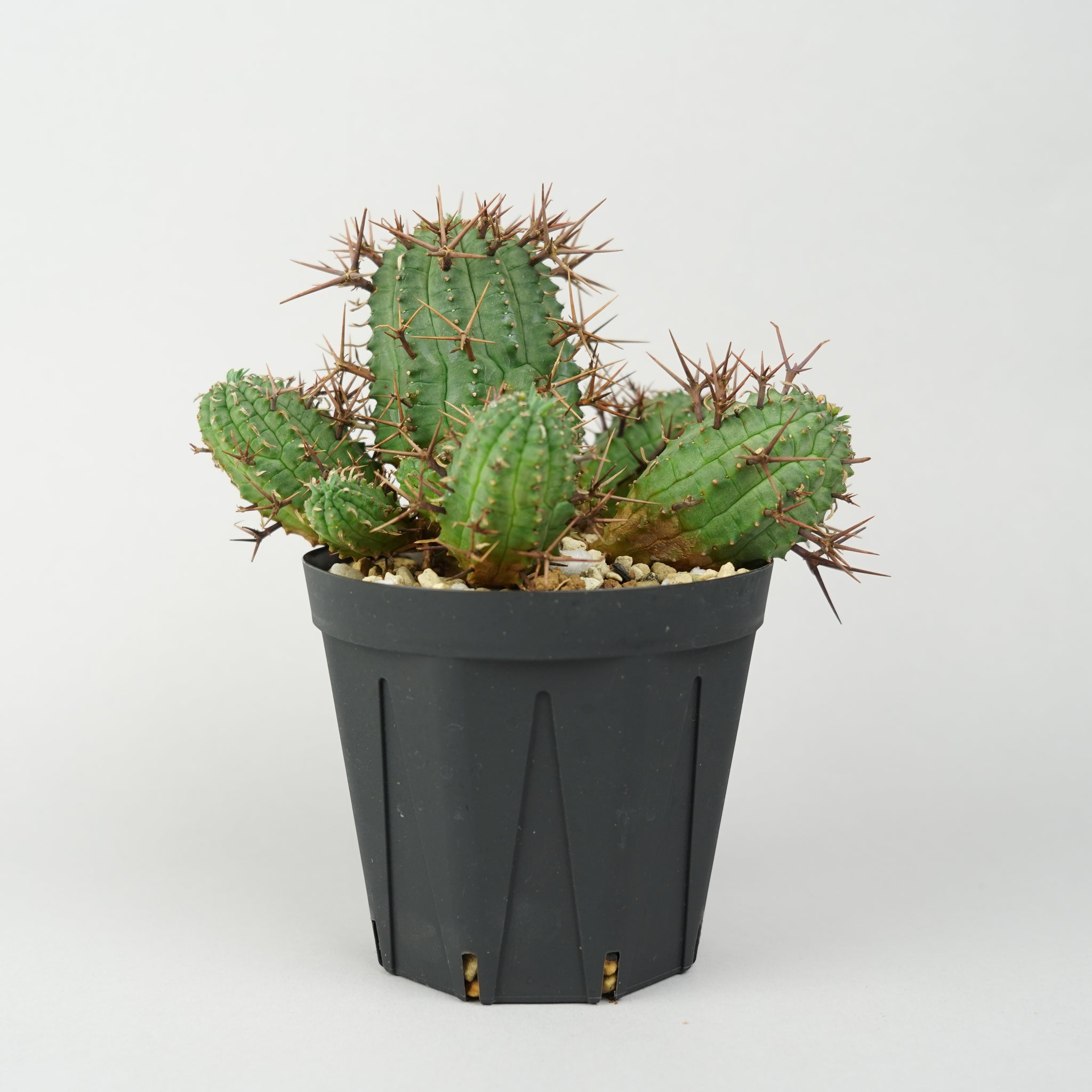 ユーフォルビア ステリスピナ 群星冠 ユーフォルビア・ステリスピナ(群星冠)「Euphorbia Stellispina