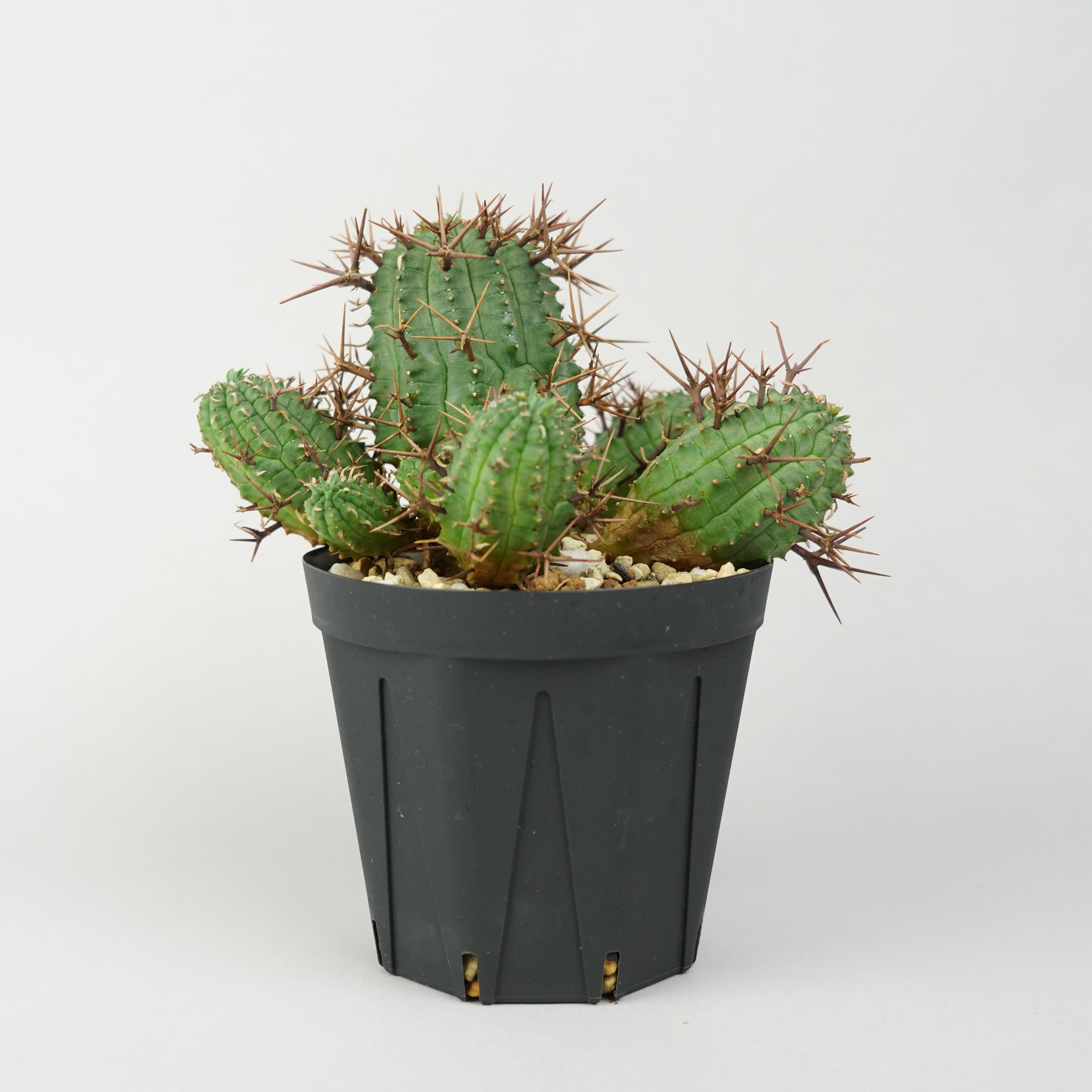 Y*G様 ユーフォルビア　ステリスピナ　群星冠　国内実生 ユーフォルビア・ステリスピナ(群星冠)「Euphorbia Stellispina