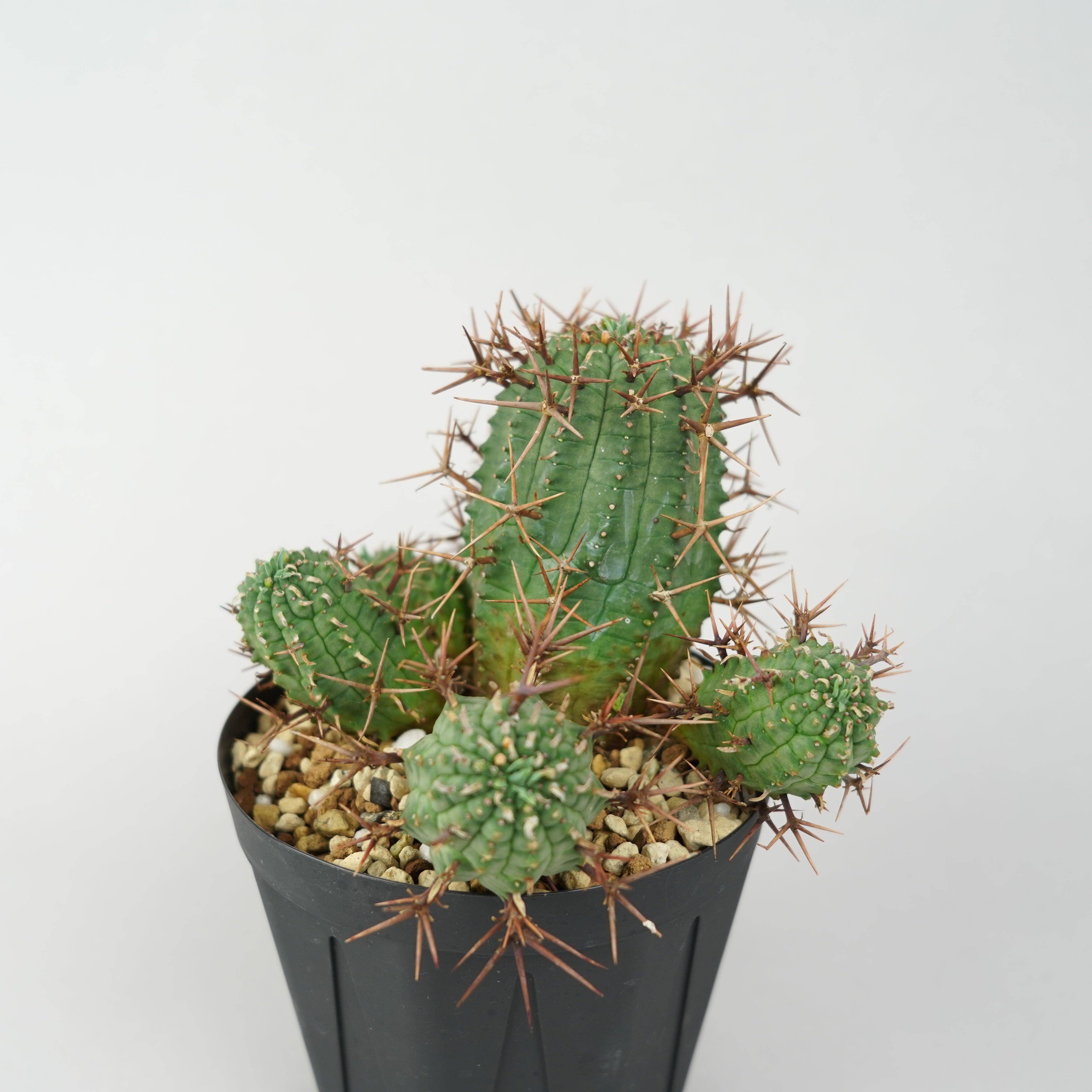 ユーフォルビア・ステリスピナ(群星冠)「Euphorbia Stellispina