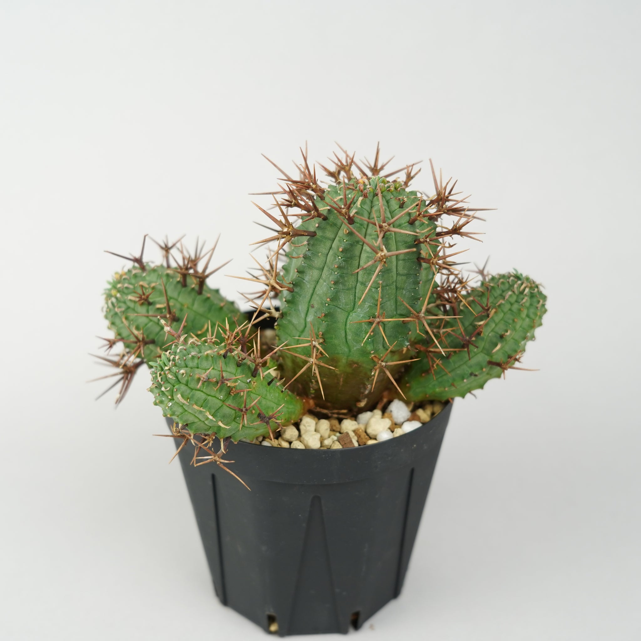 ユーフォルビア・ステリスピナ(群星冠)「Euphorbia Stellispina