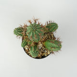  6