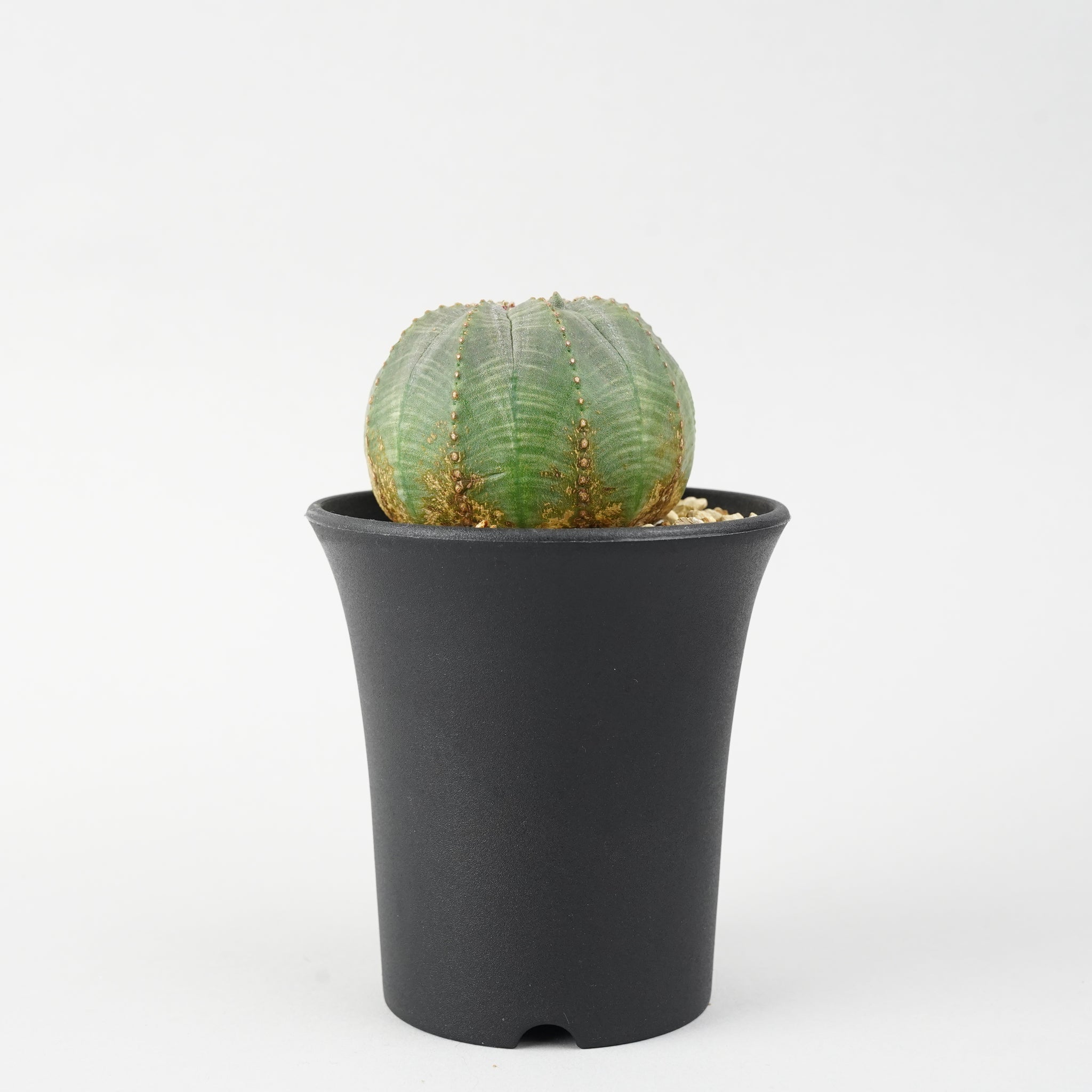 ユーフォルビア・オベサ「Euphorbia Obesa」/EU261