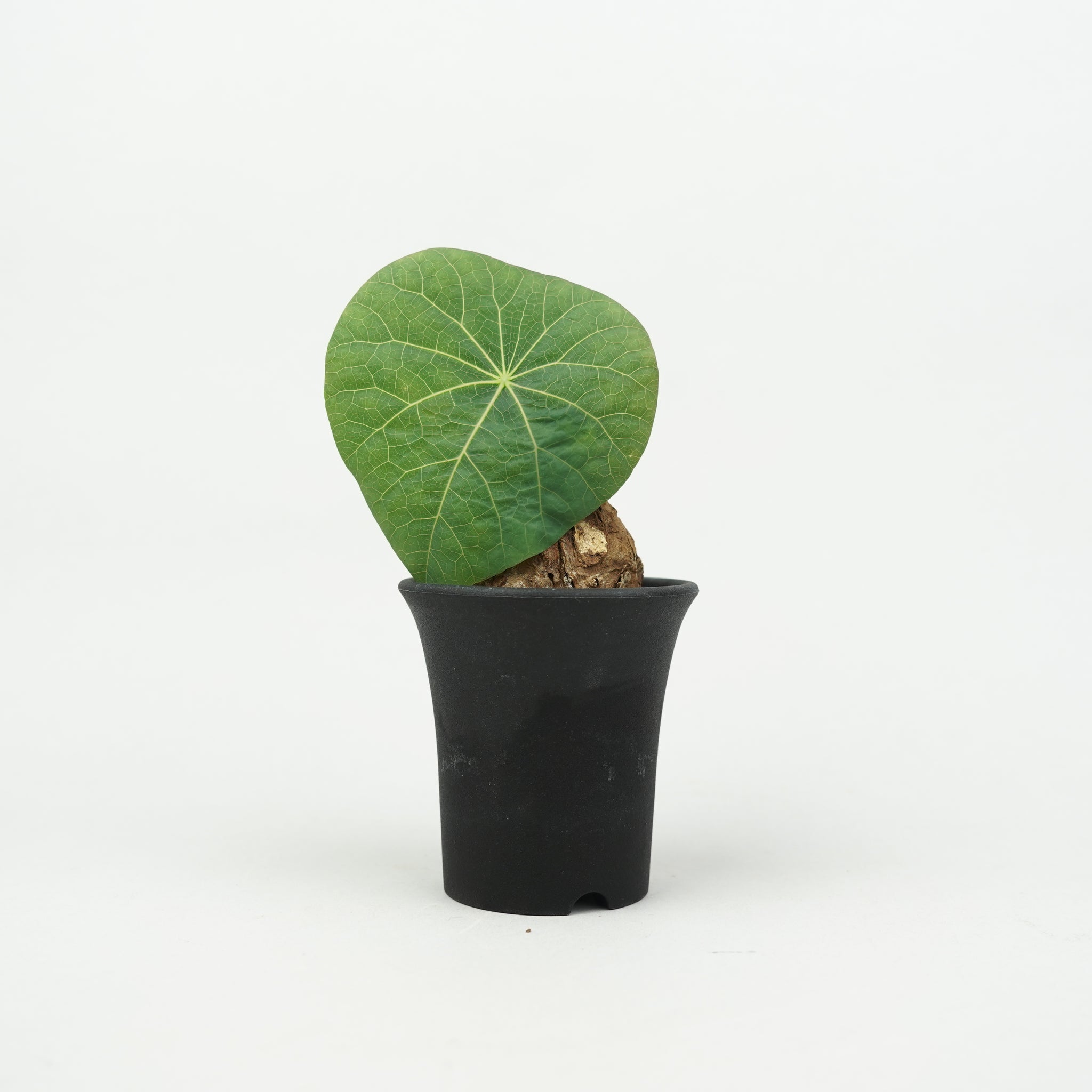 植物/ステファニア・スベローサ/カウィーサキー – Hachi-8